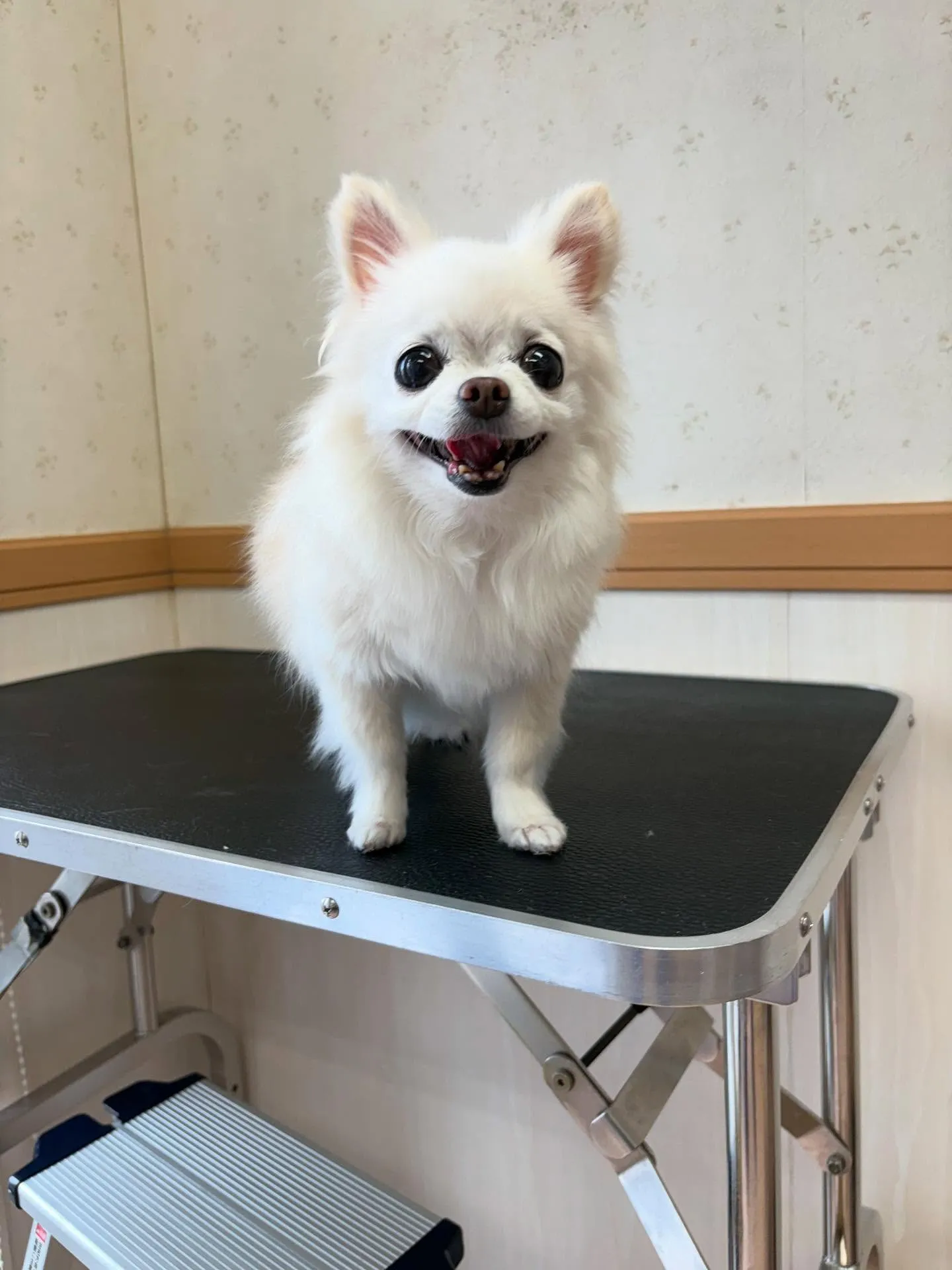 犬のシャンプー🫧