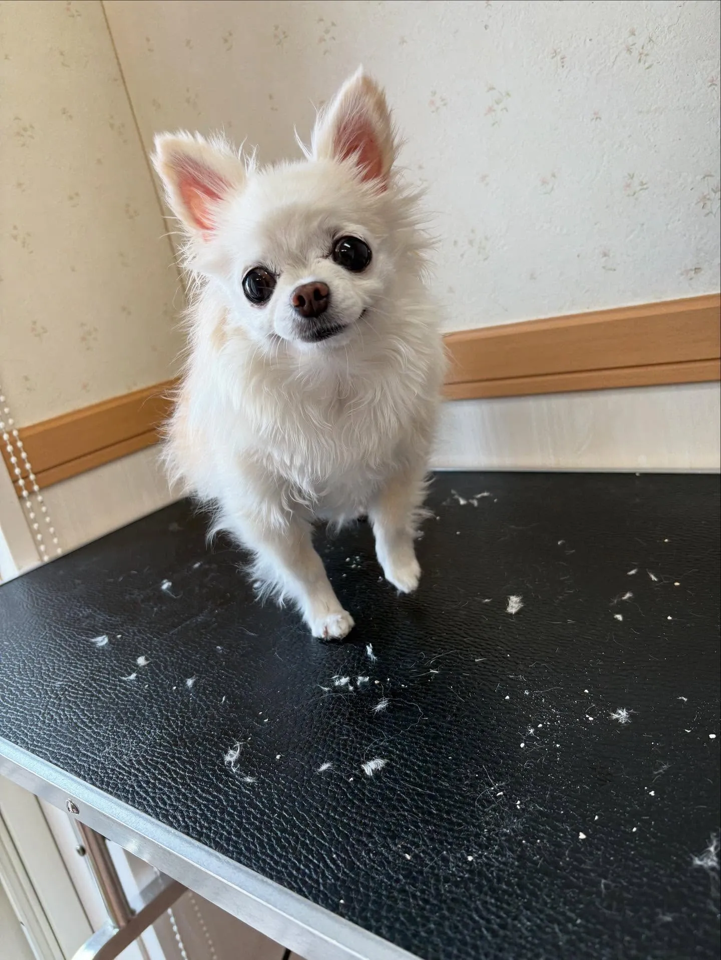 犬のシャンプー🫧