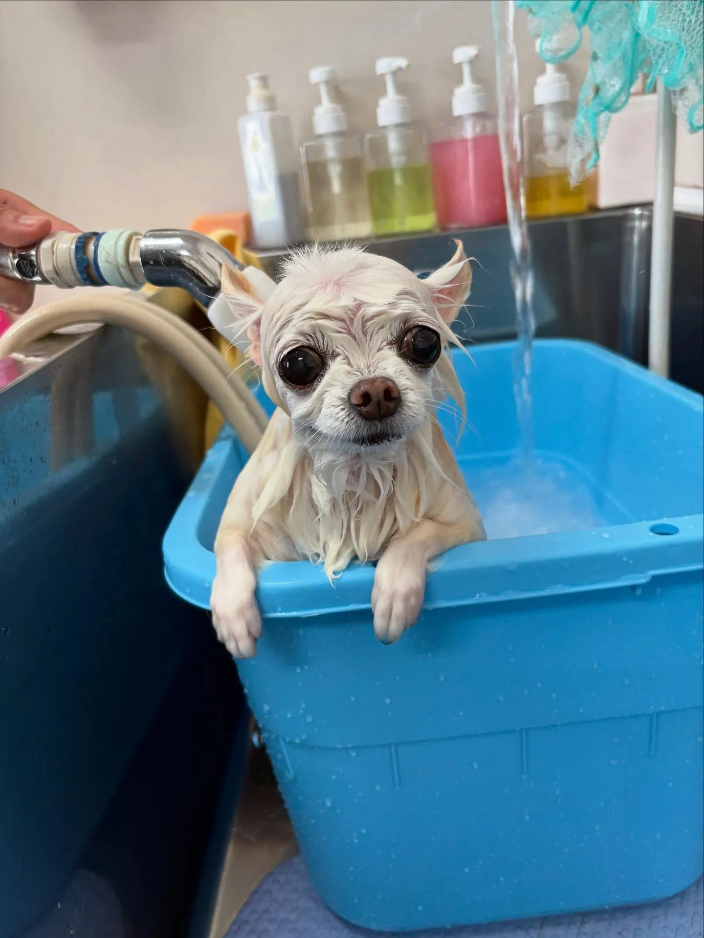 犬のシャンプー🫧