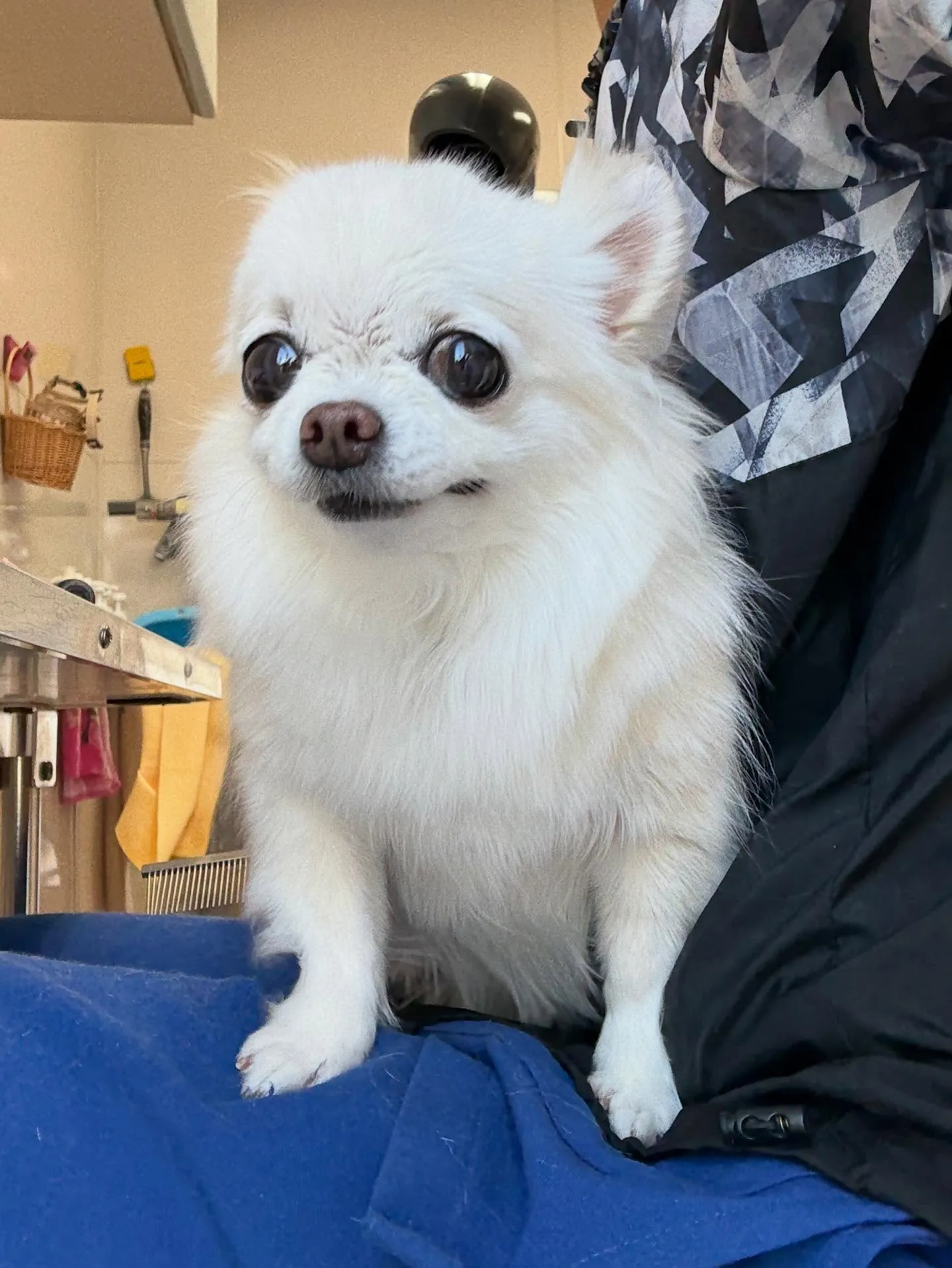 犬のシャンプー🫧