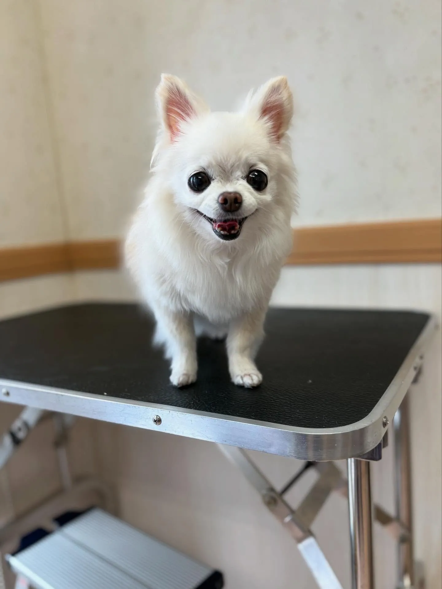 犬のシャンプー🫧