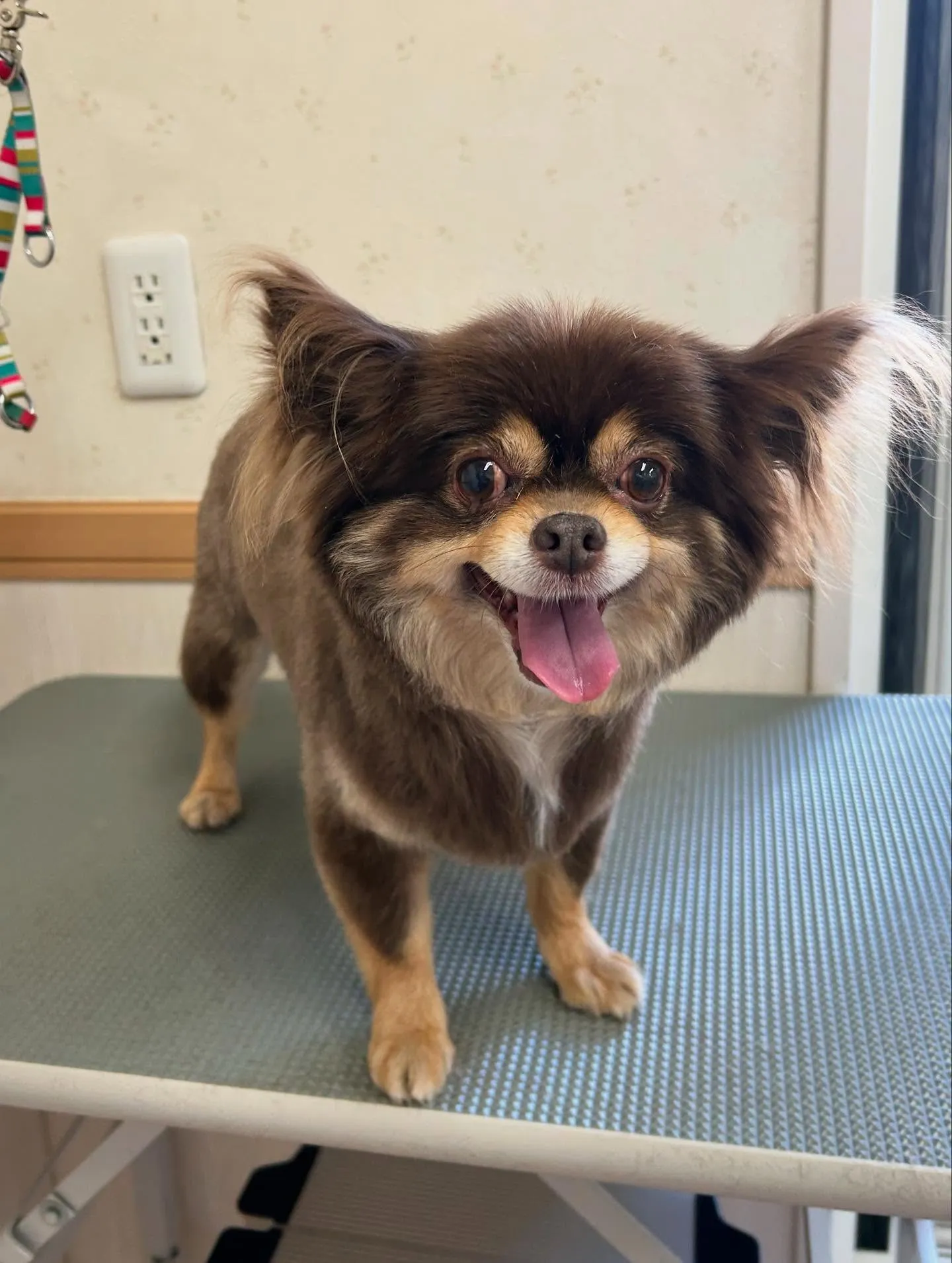 犬のトリミング✂️