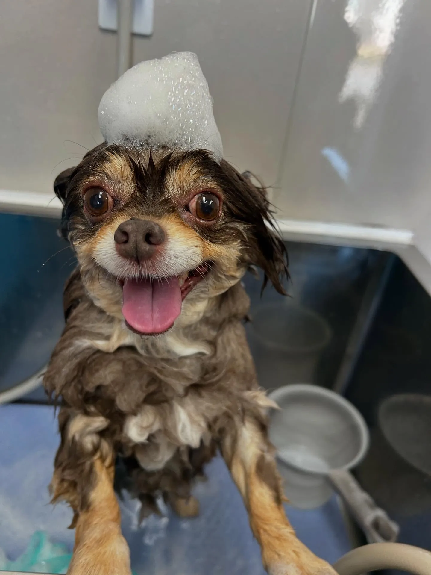 犬のトリミング✂️