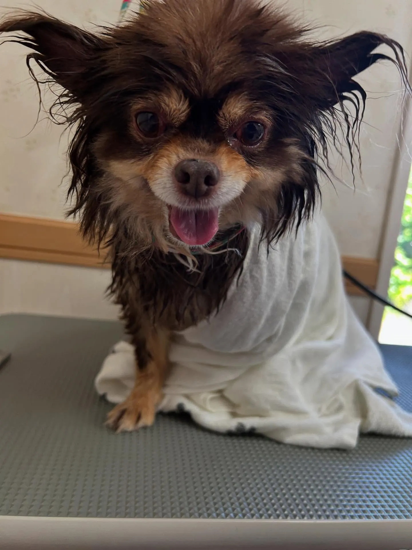 犬のトリミング✂️