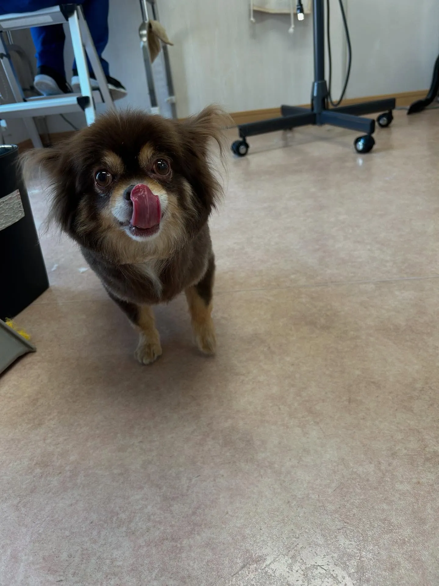 犬のトリミング✂️
