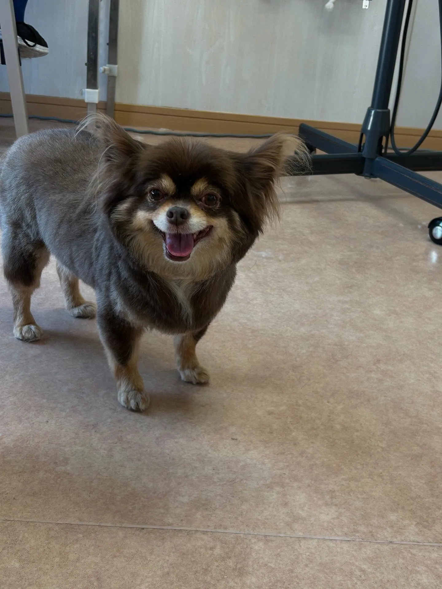 犬のトリミング✂️