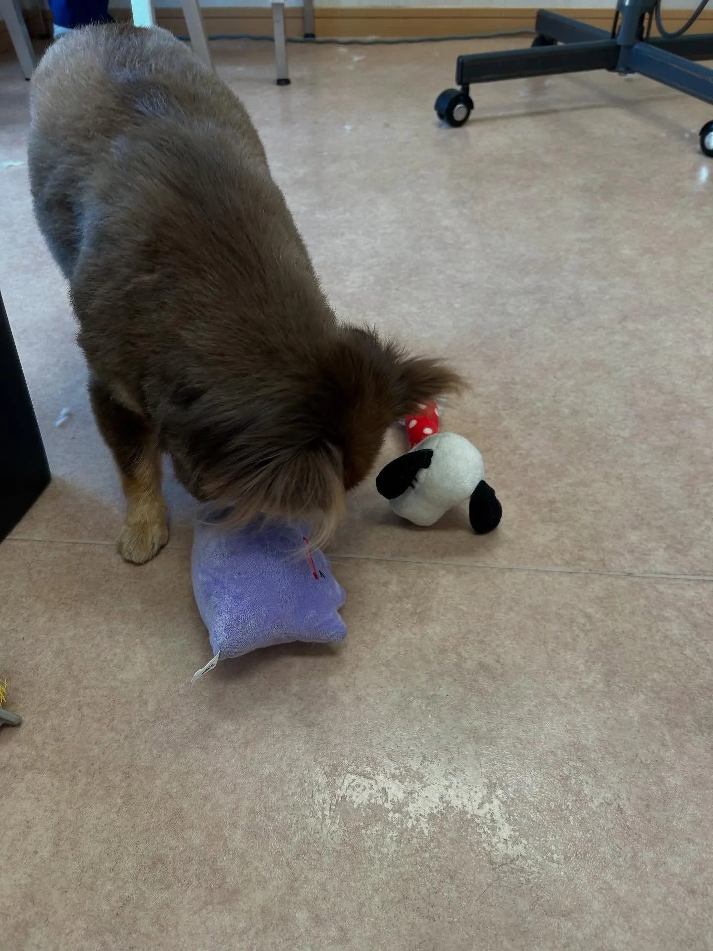 犬のトリミング✂️