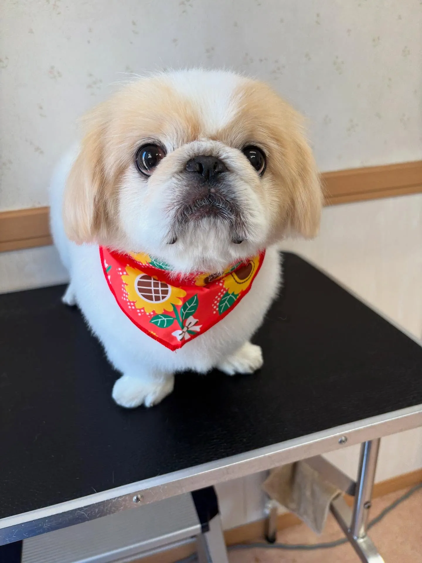 犬のシャンプー🫧