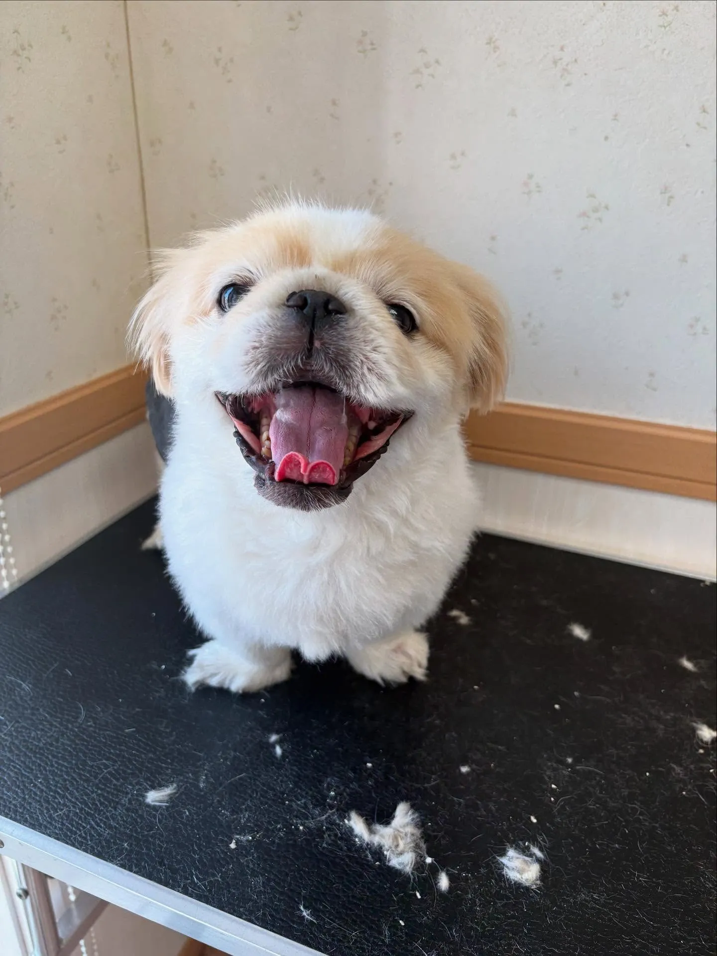 犬のシャンプー🫧