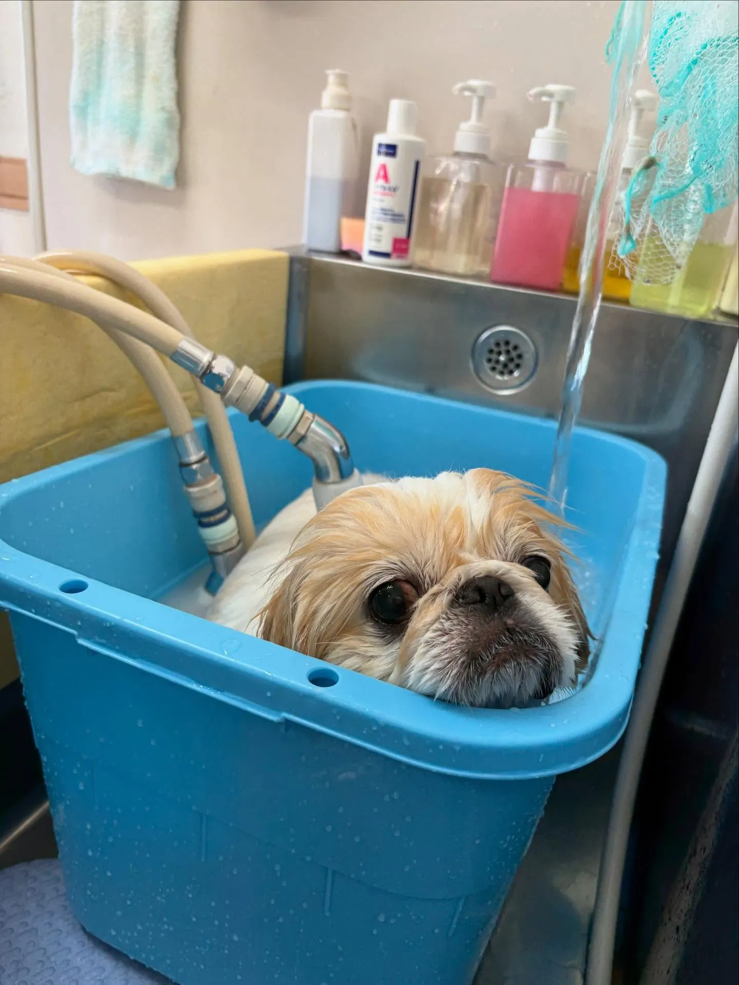 犬のシャンプー🫧