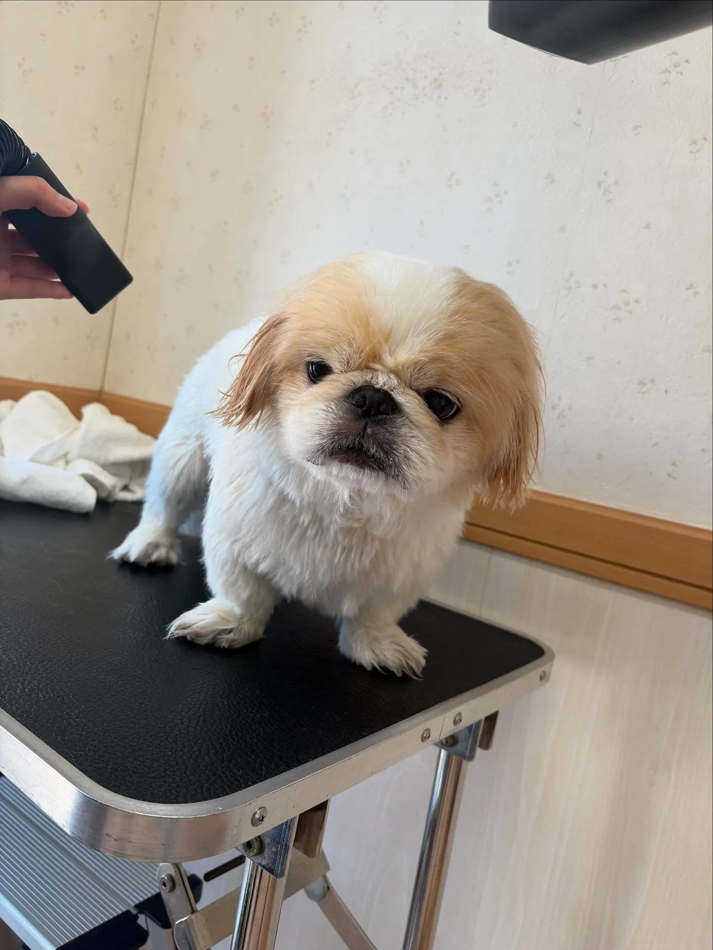 犬のシャンプー🫧