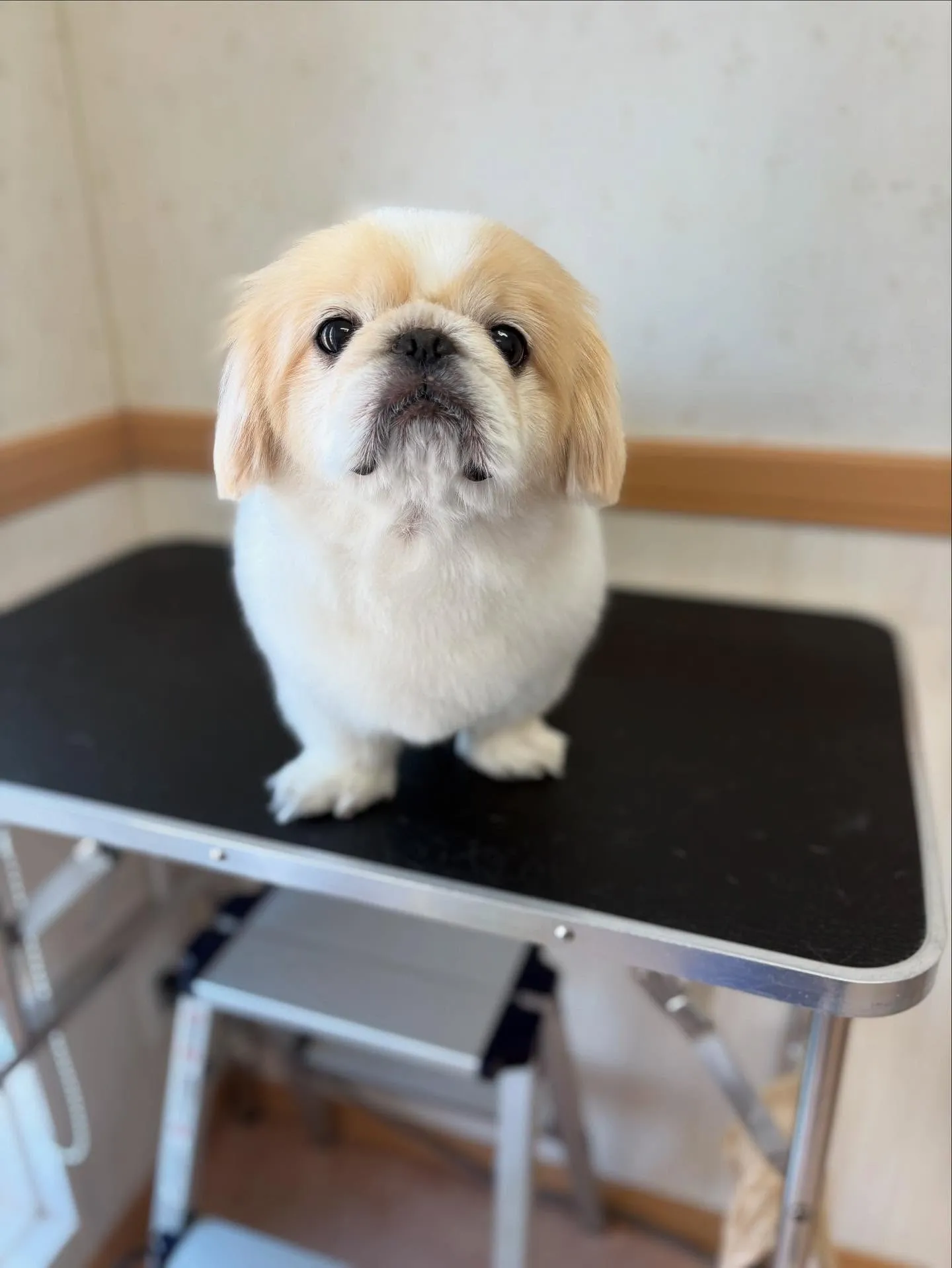 犬のシャンプー🫧
