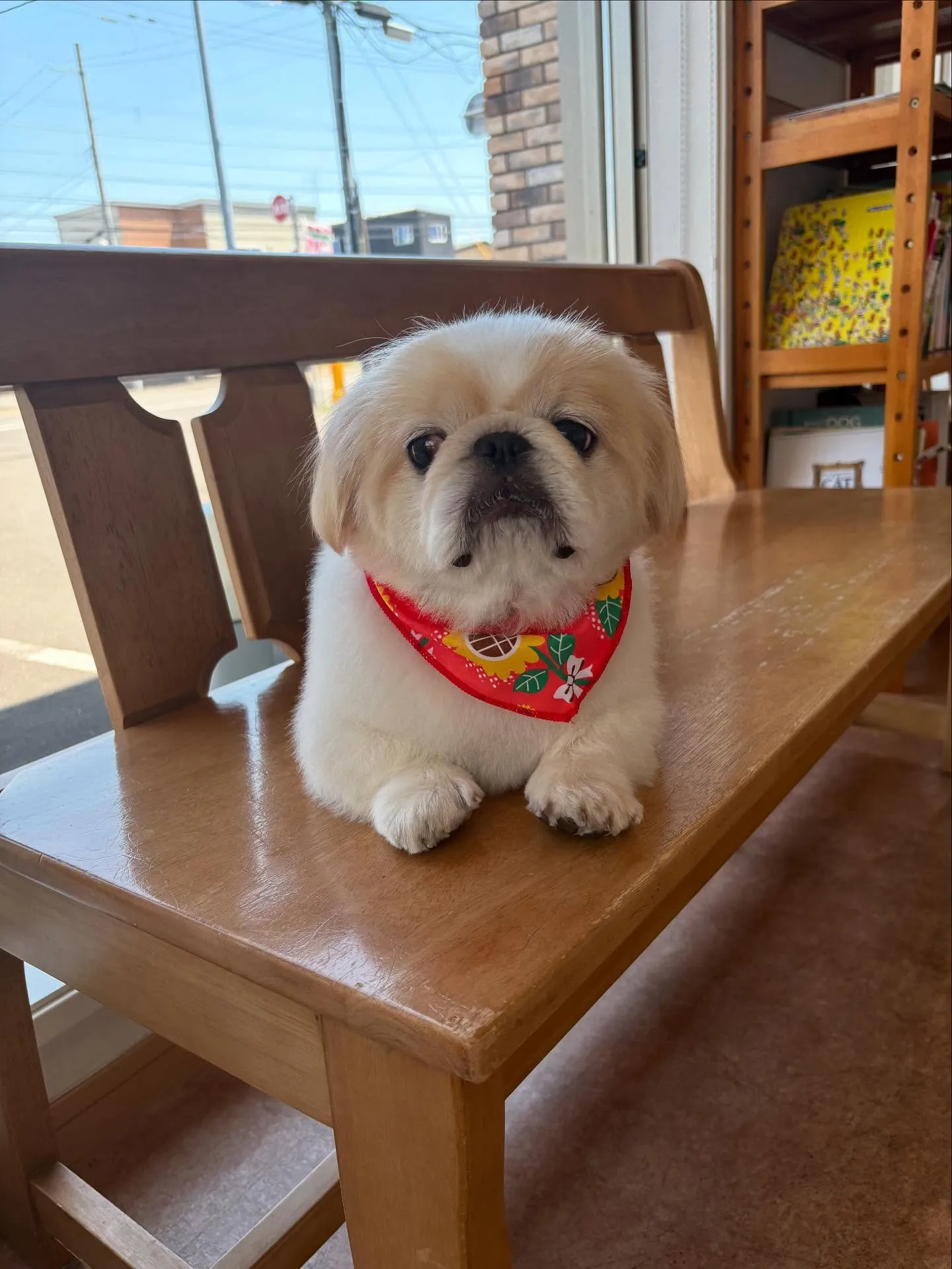 犬のシャンプー🫧