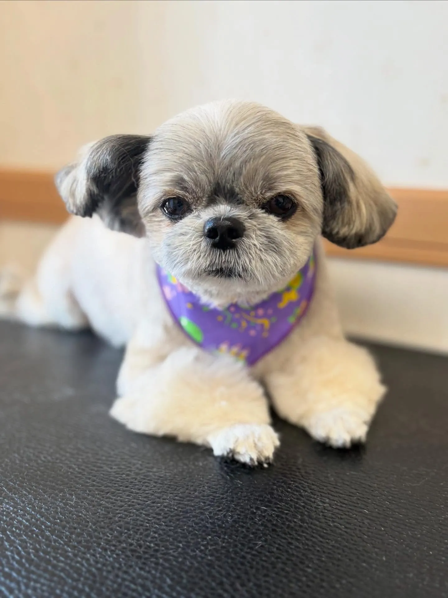 犬のトリミング✂️