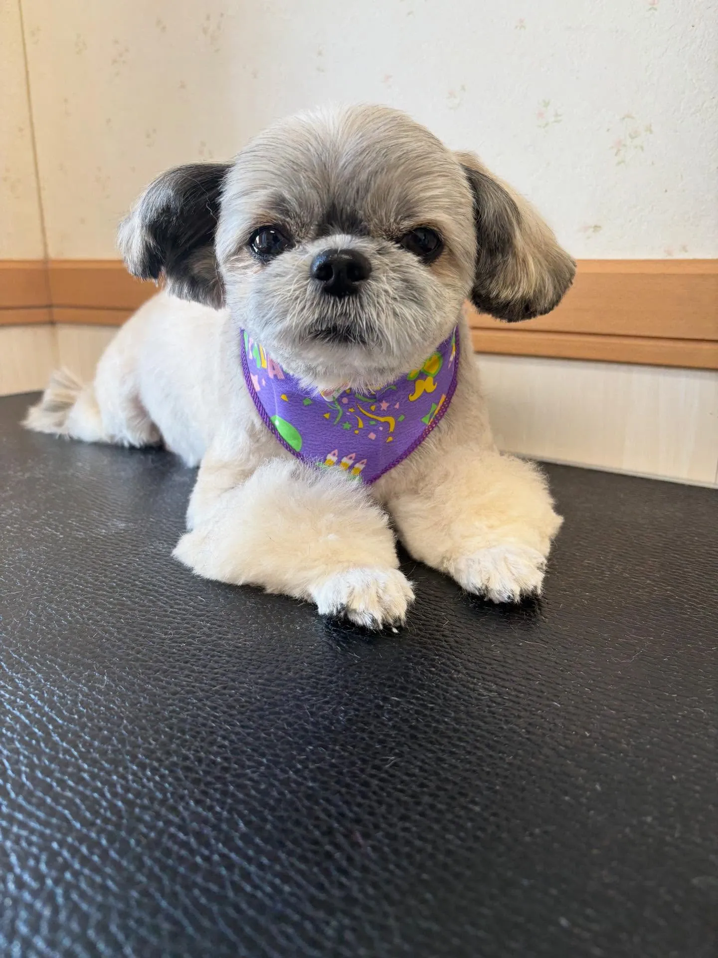 犬のトリミング✂️
