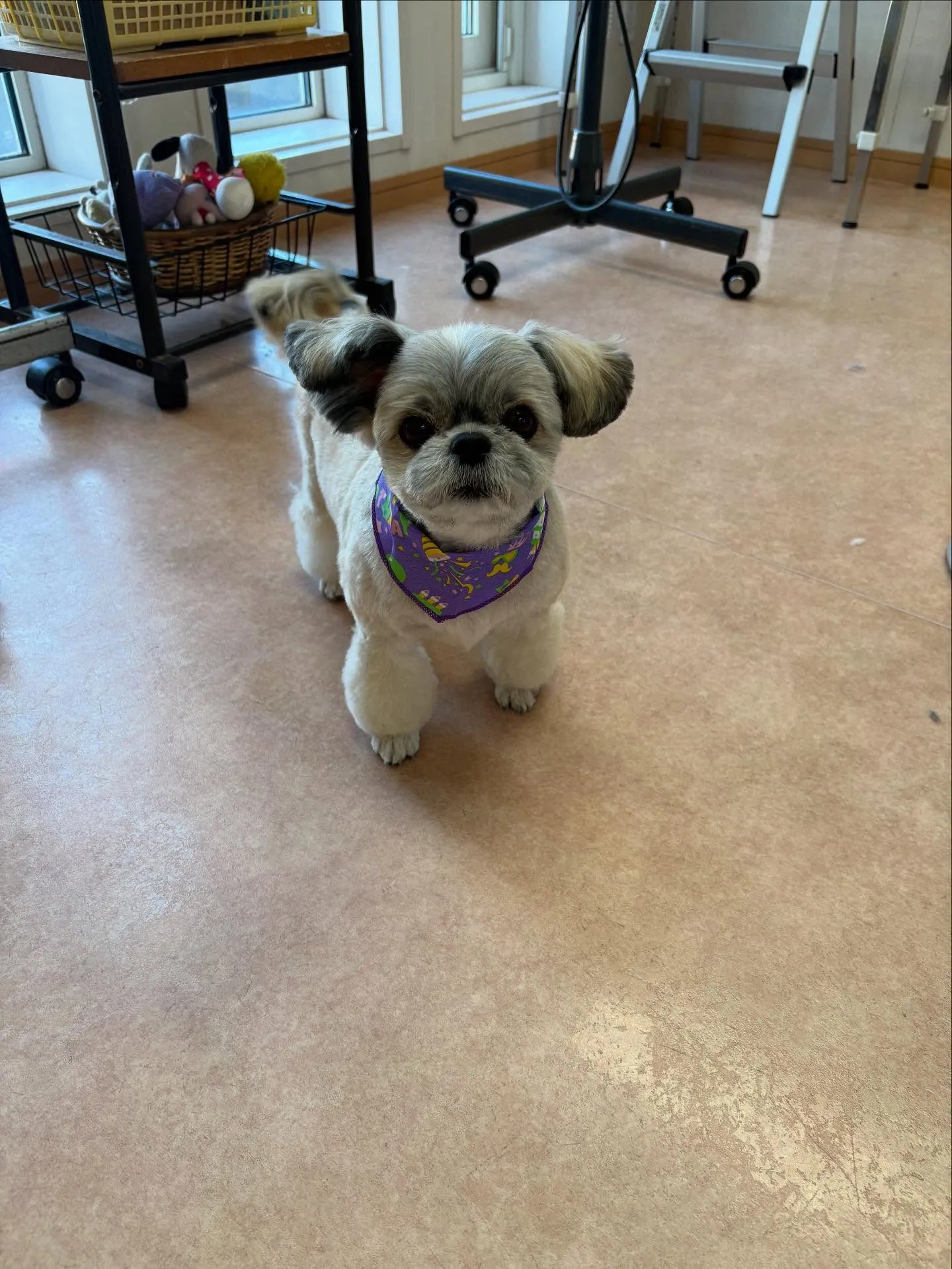 犬のトリミング✂️