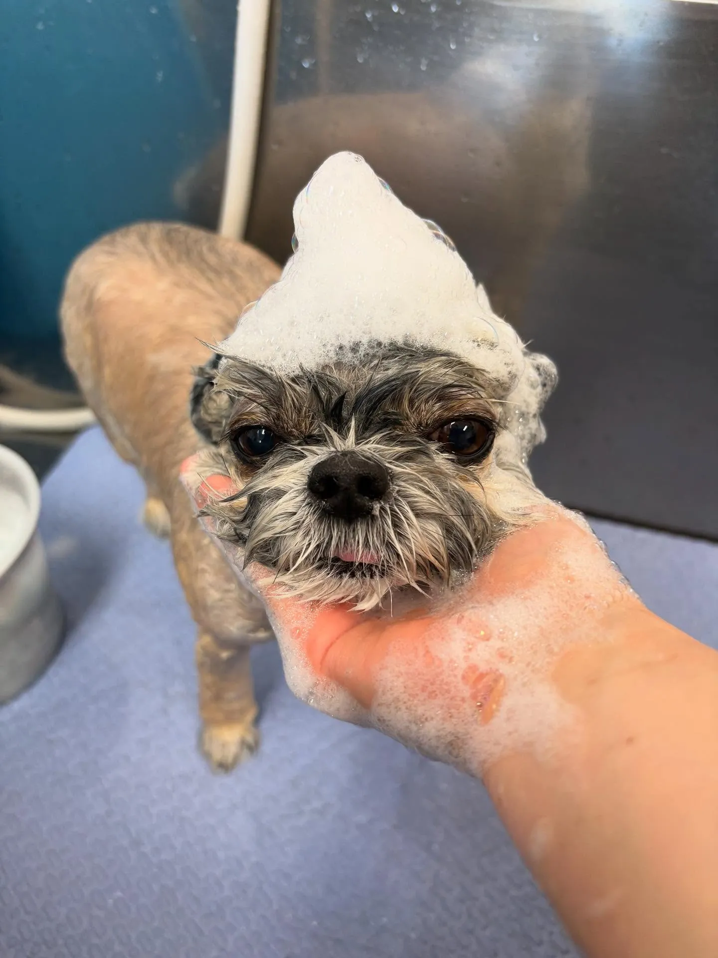 犬のトリミング✂️