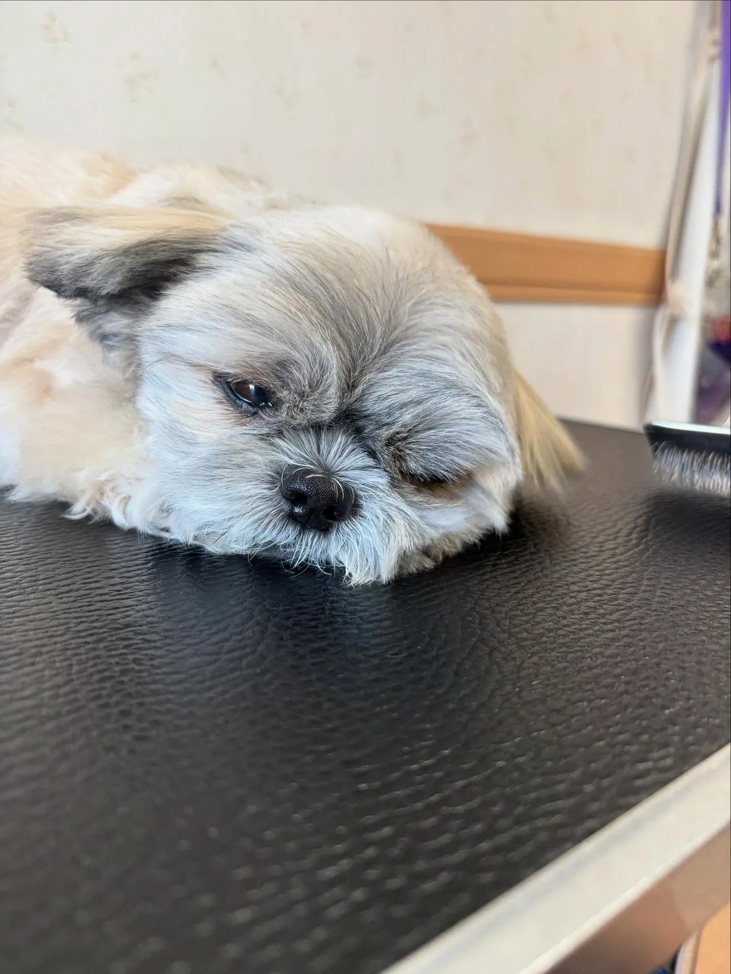 犬のトリミング✂️