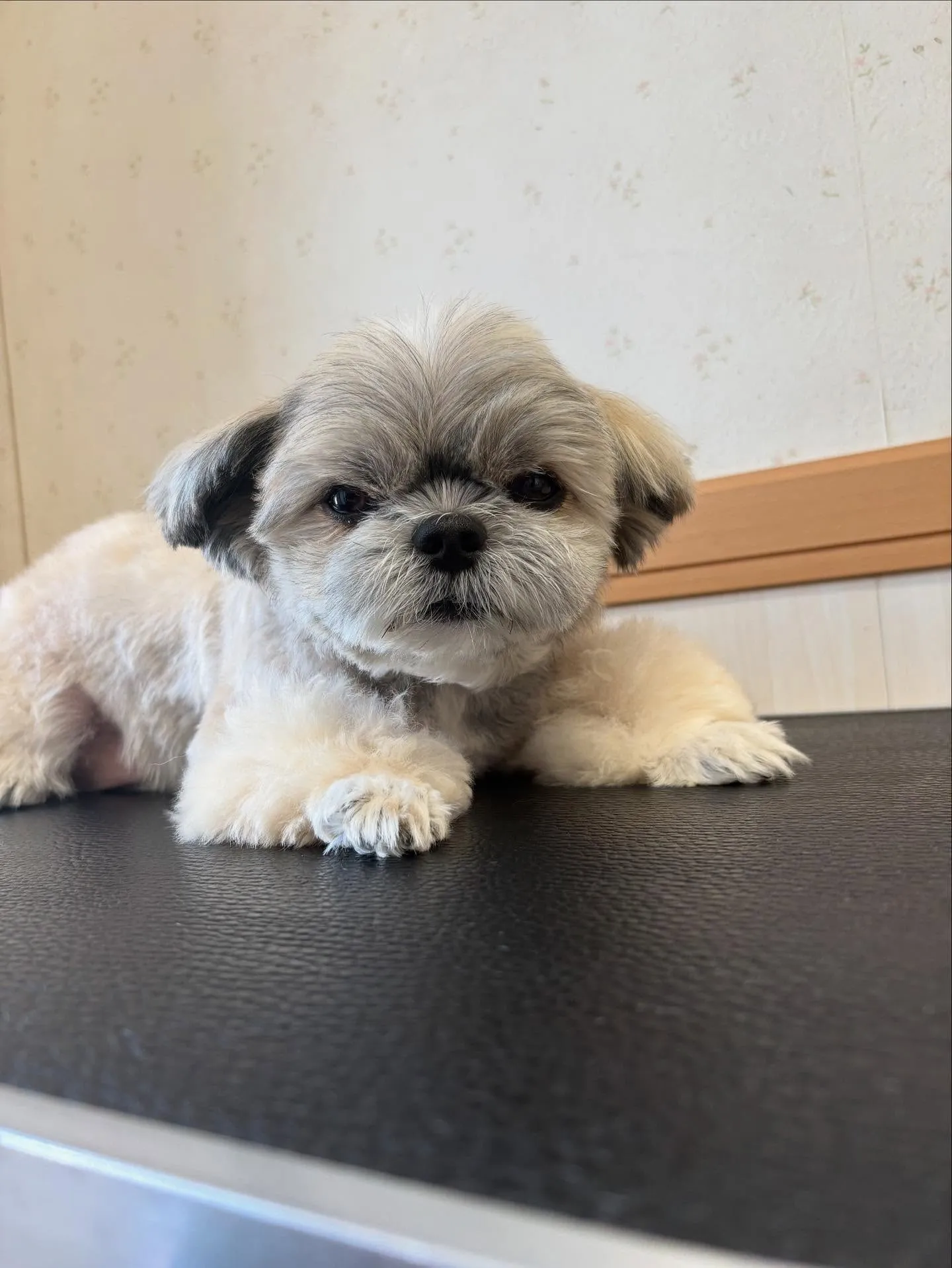 犬のトリミング✂️