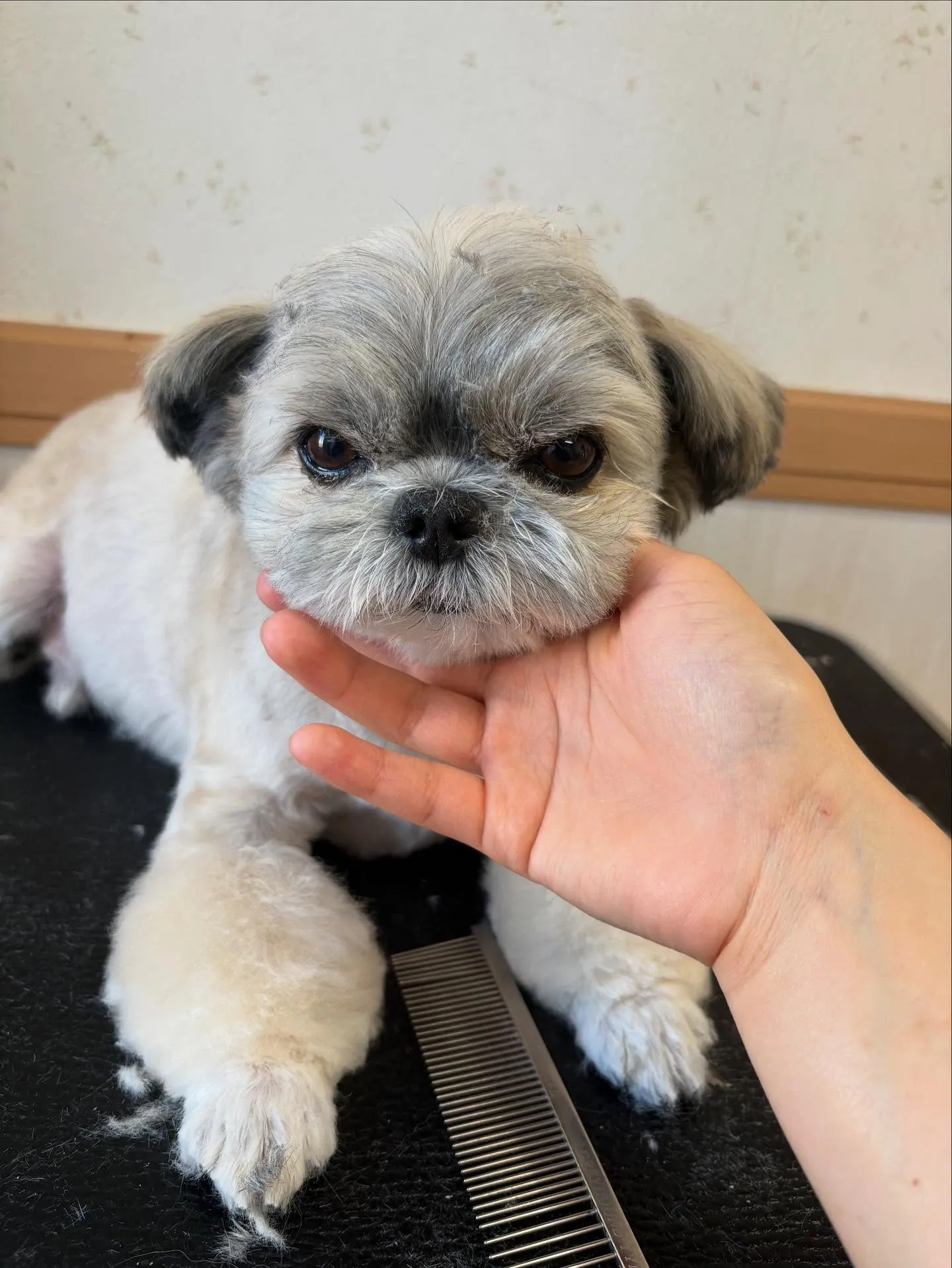 犬のトリミング✂️