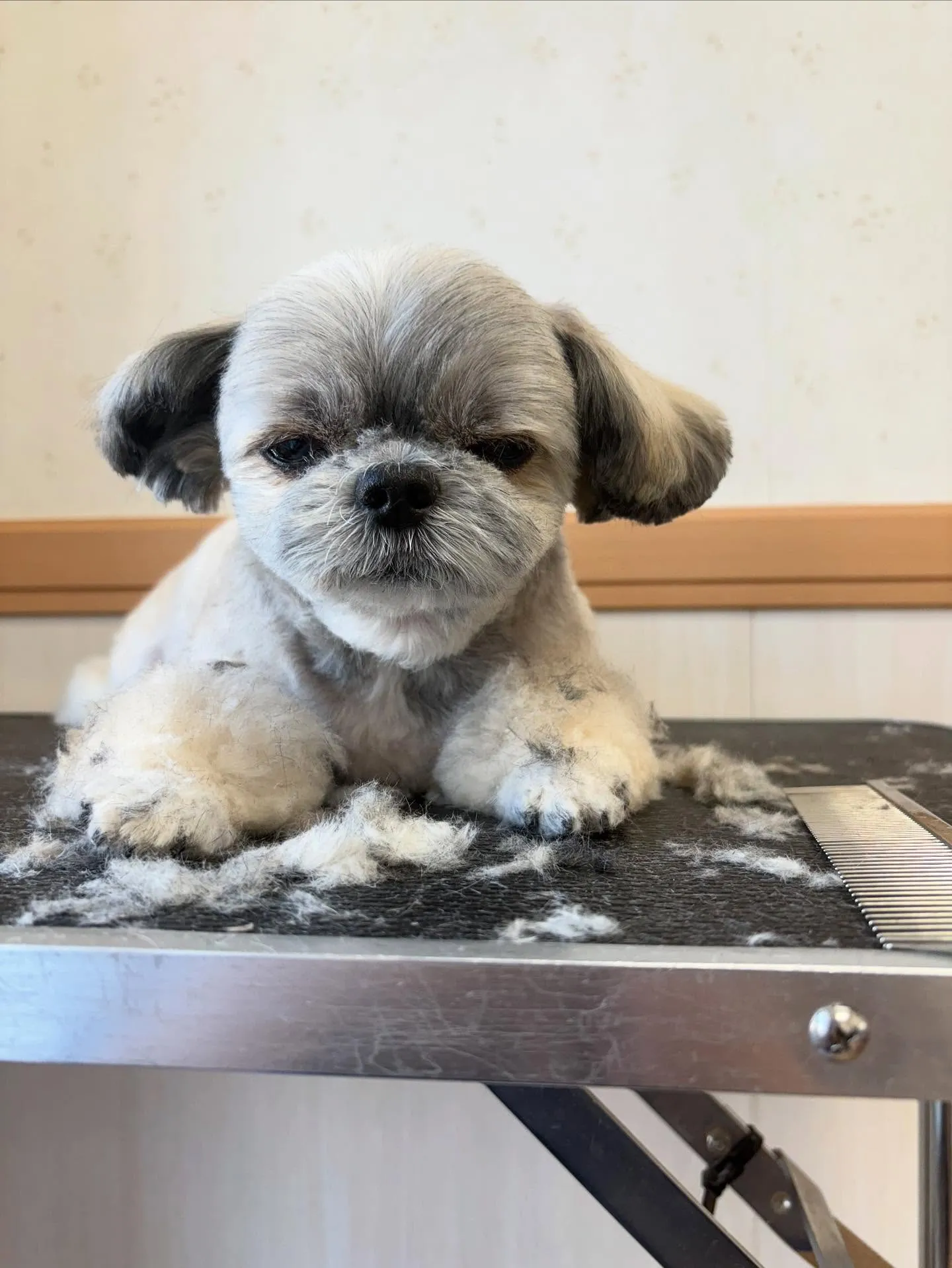 犬のトリミング✂️