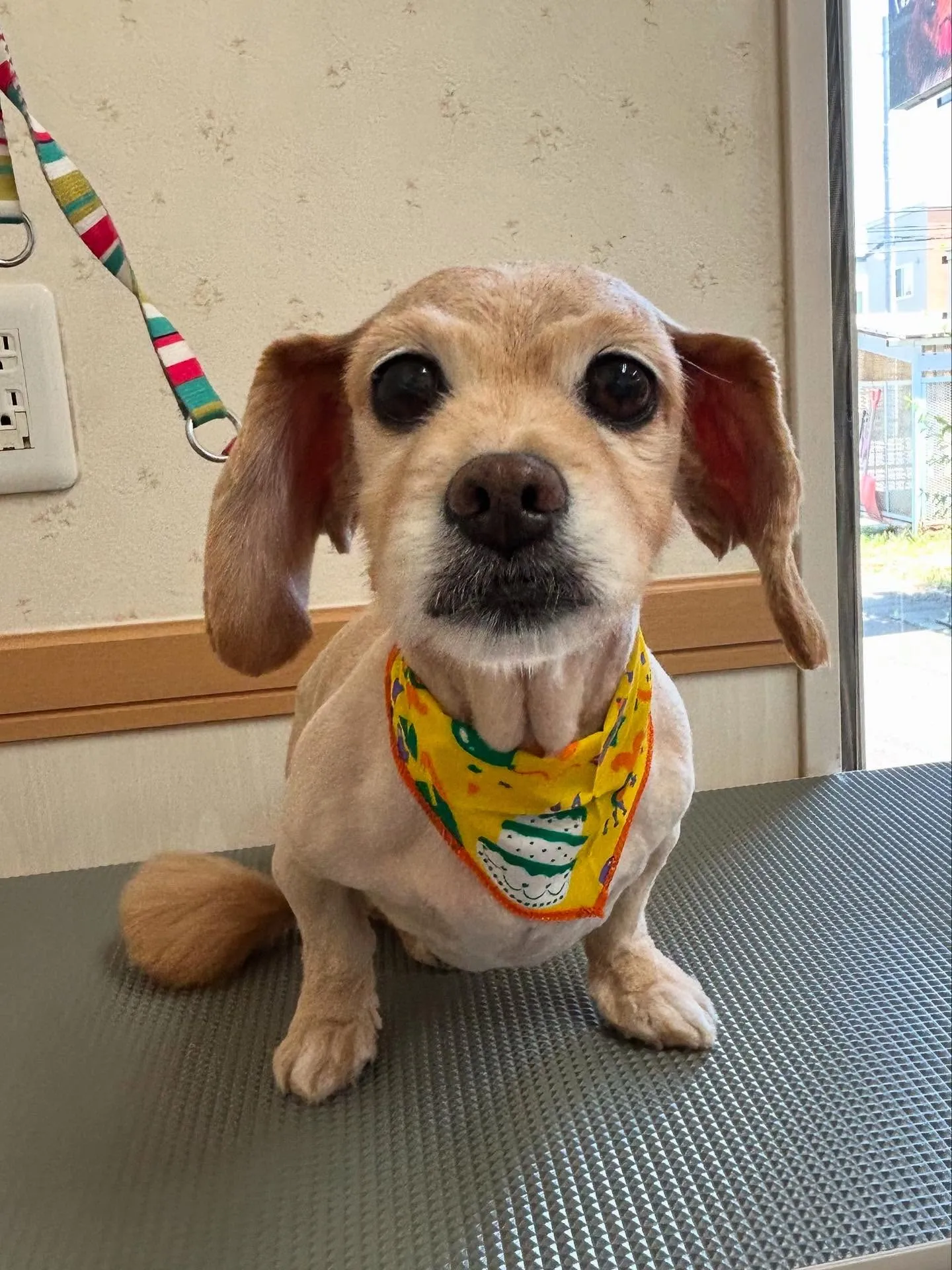 犬のトリミング✂️