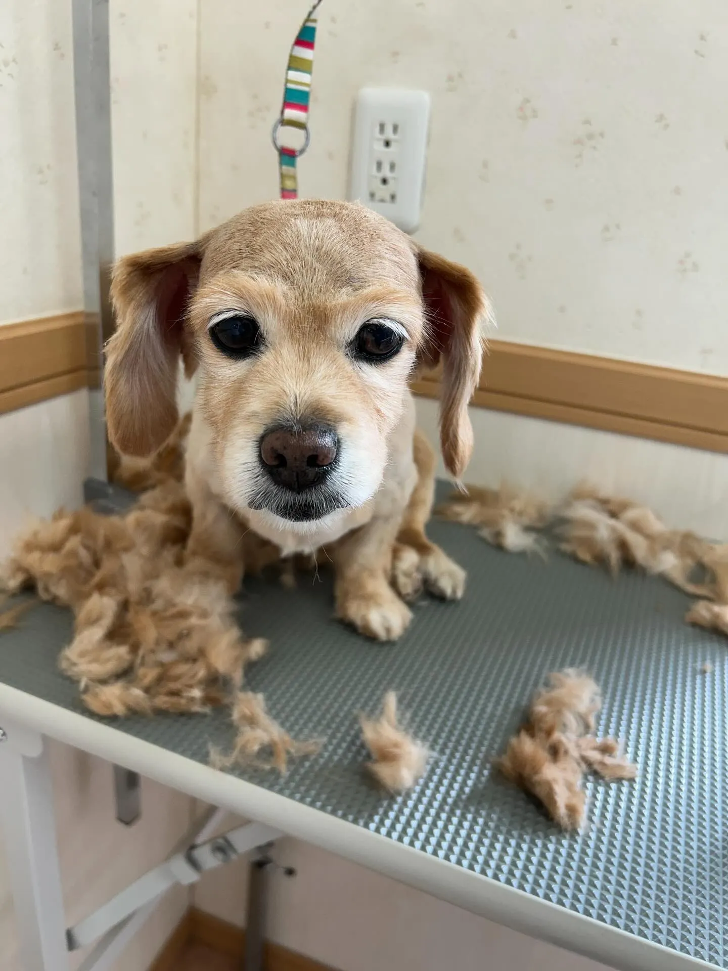 犬のトリミング✂️
