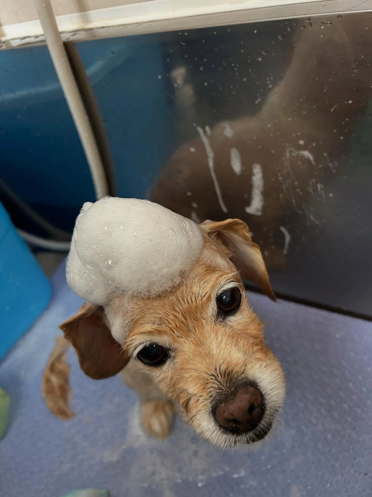 犬のトリミング✂️