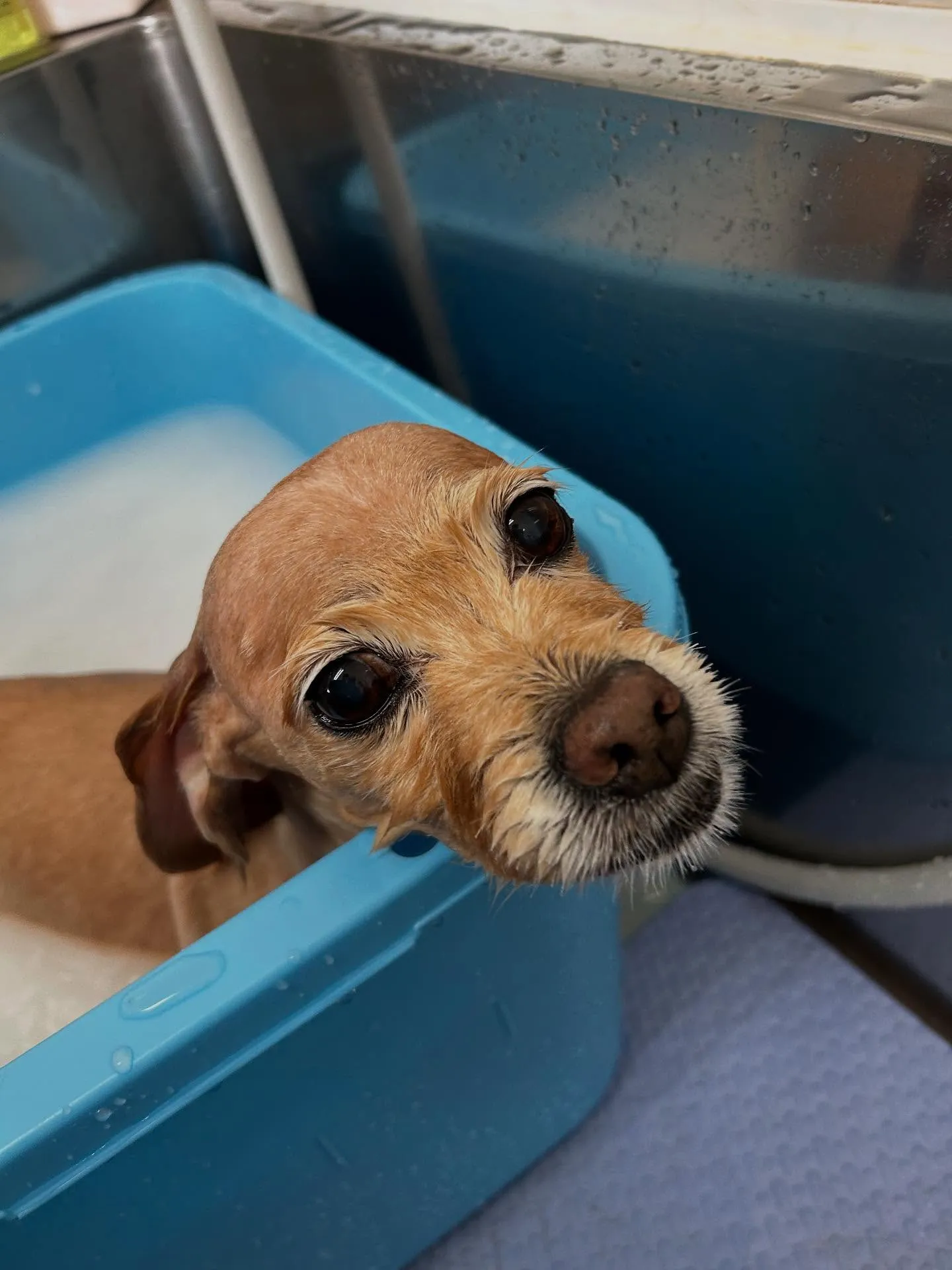 犬のトリミング✂️