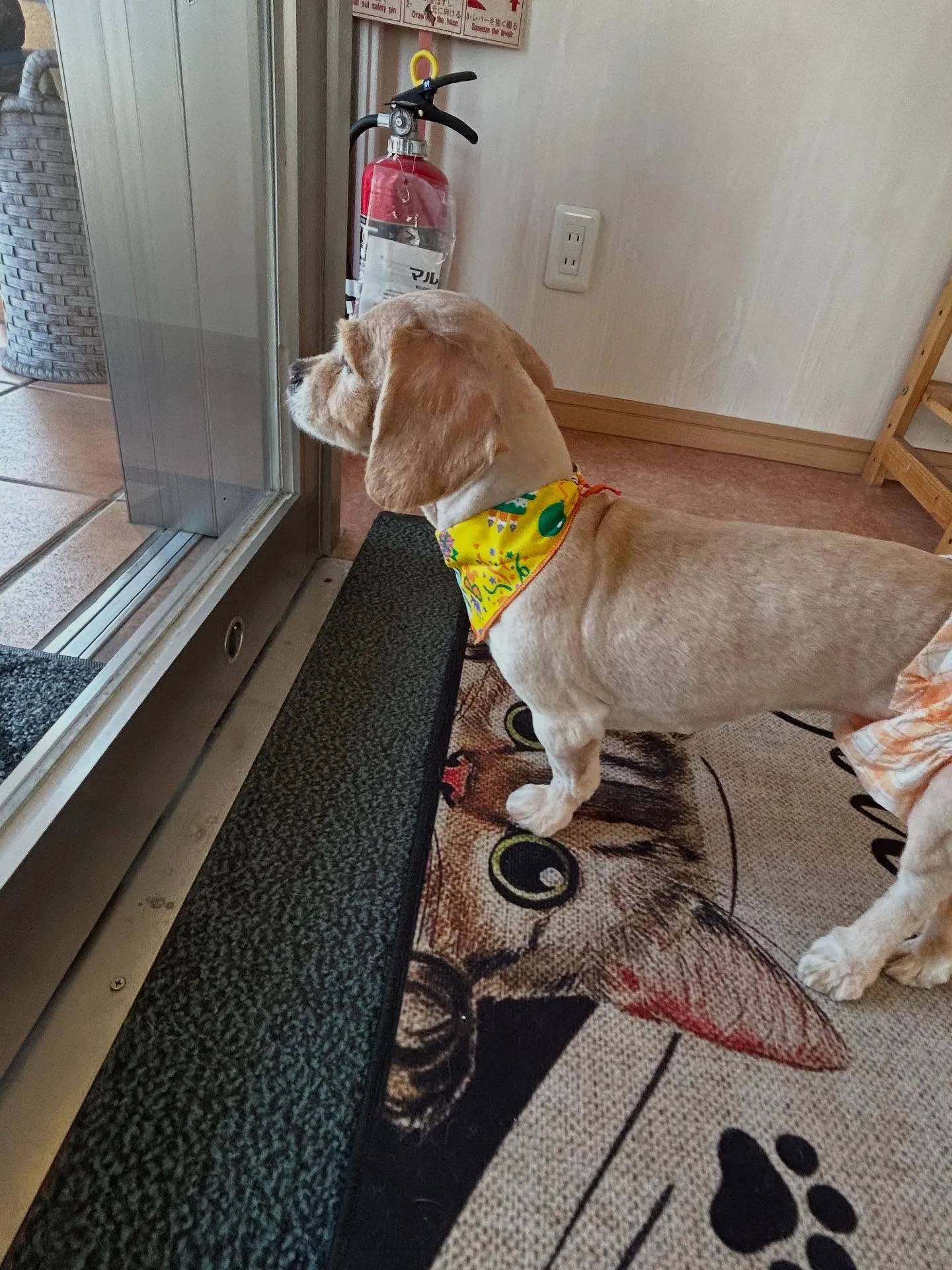 犬のトリミング✂️