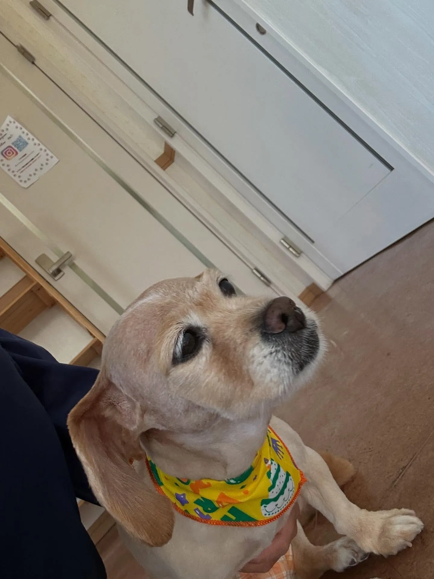 犬のトリミング✂️
