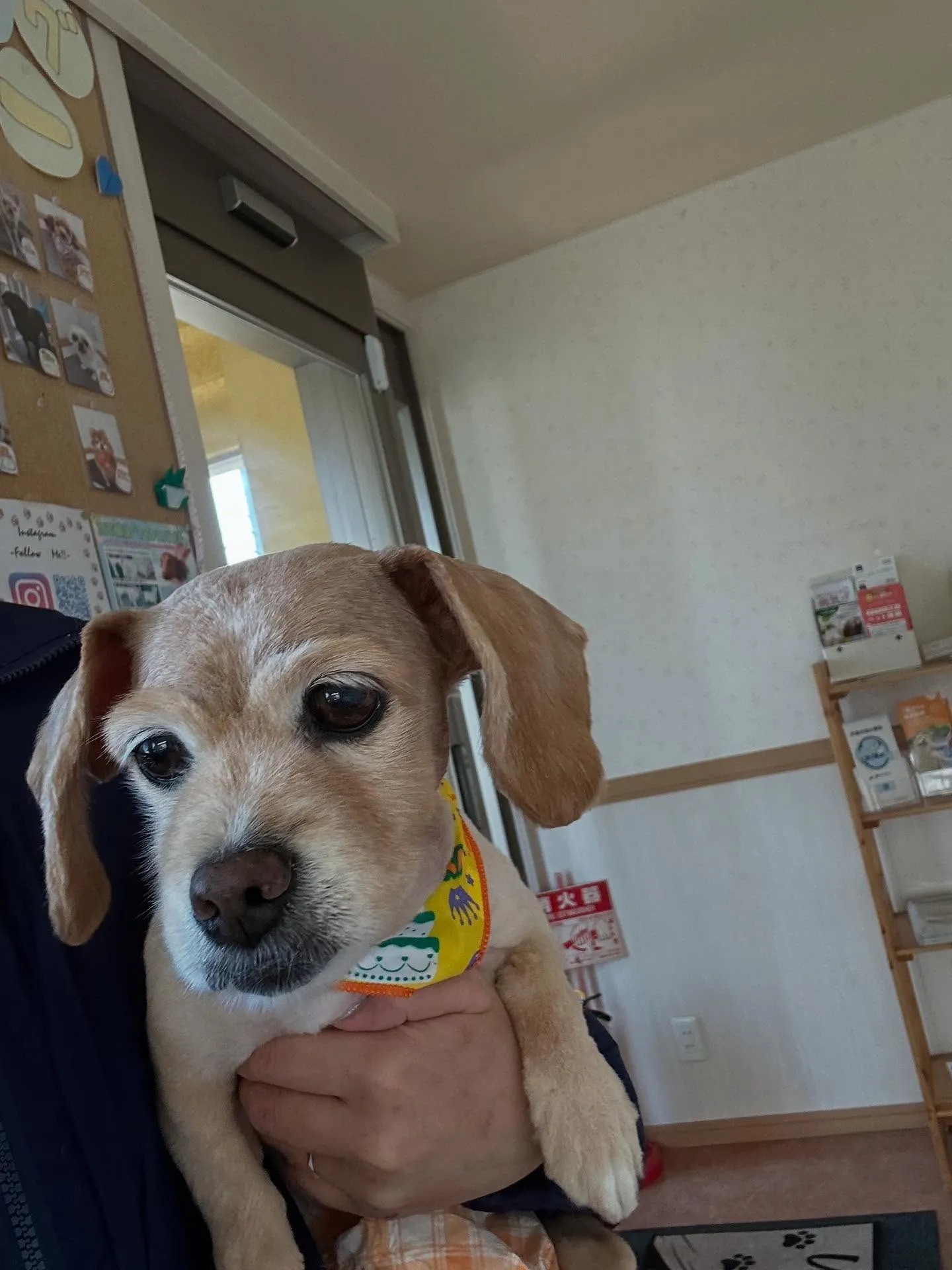 犬のトリミング✂️