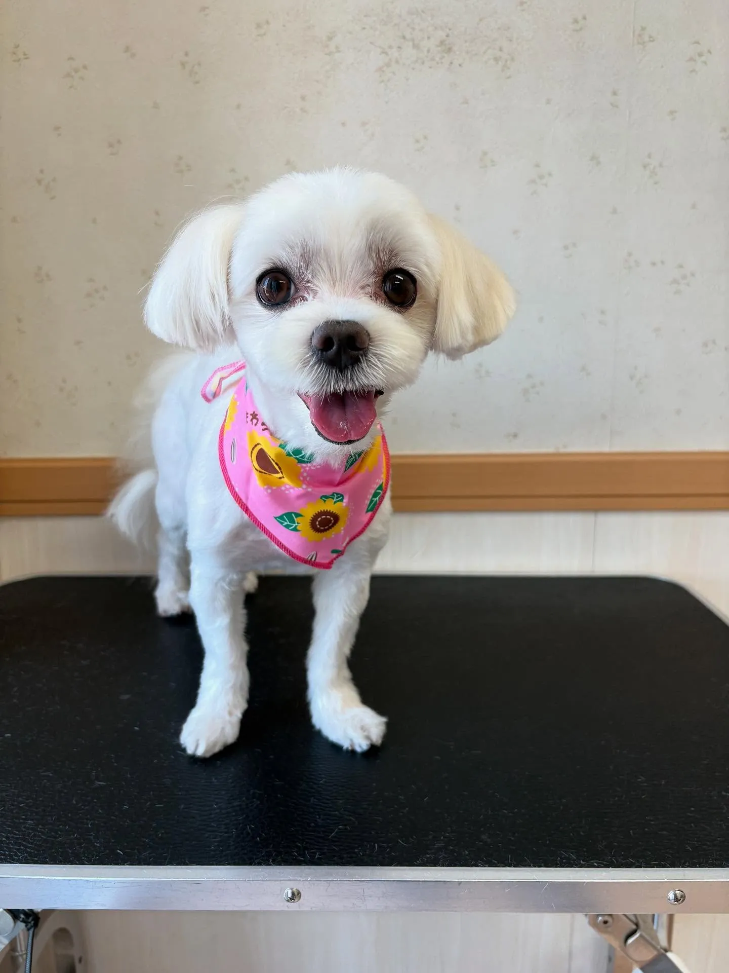 犬のトリミング✂️