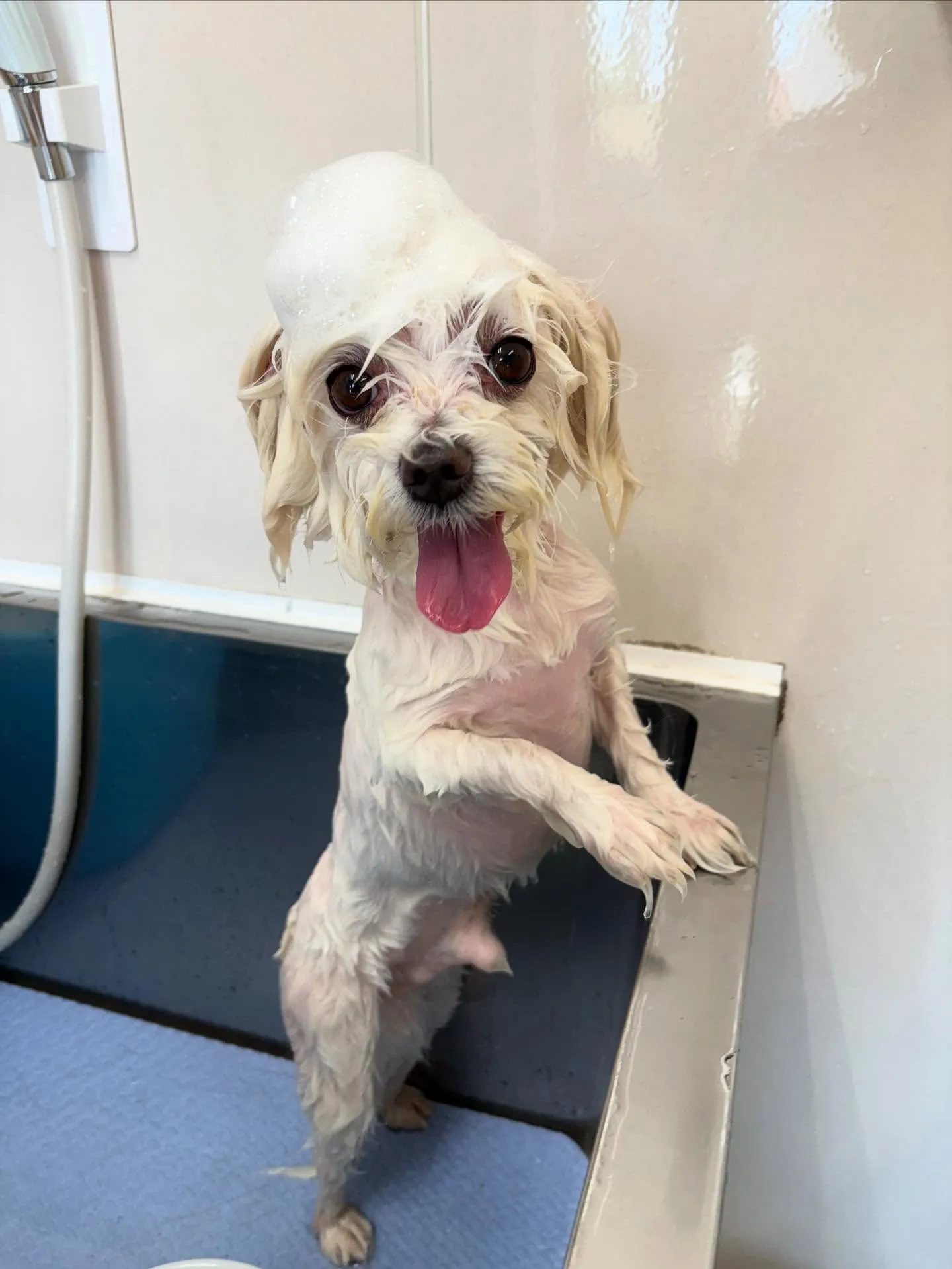 犬のトリミング✂️