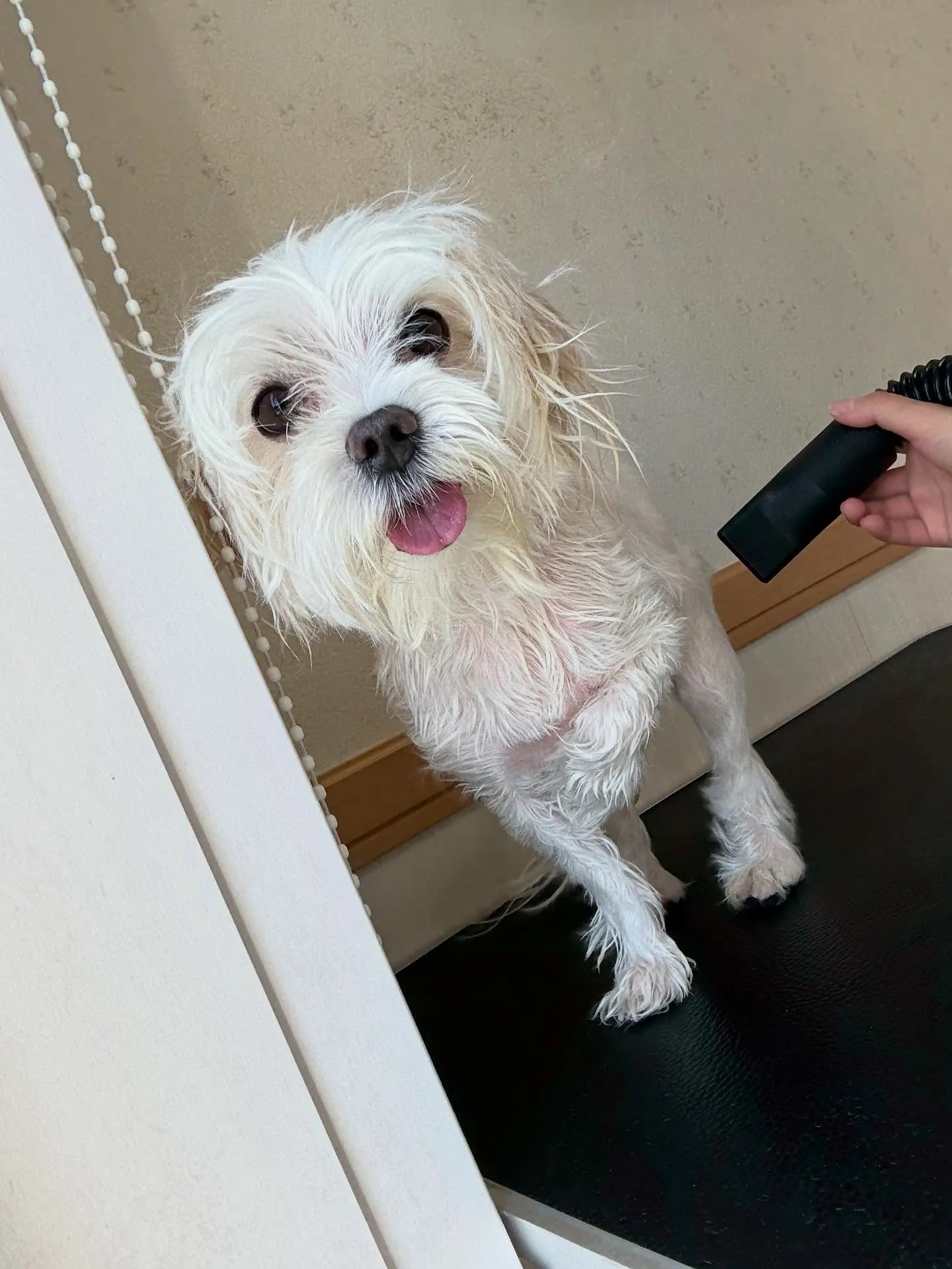 犬のトリミング✂️