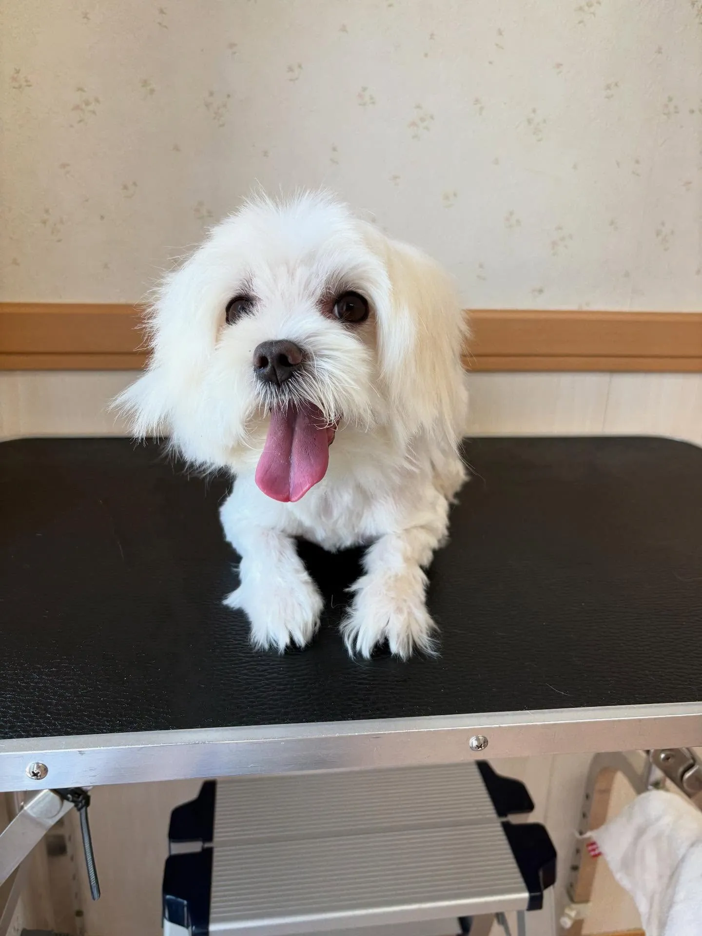 犬のトリミング✂️