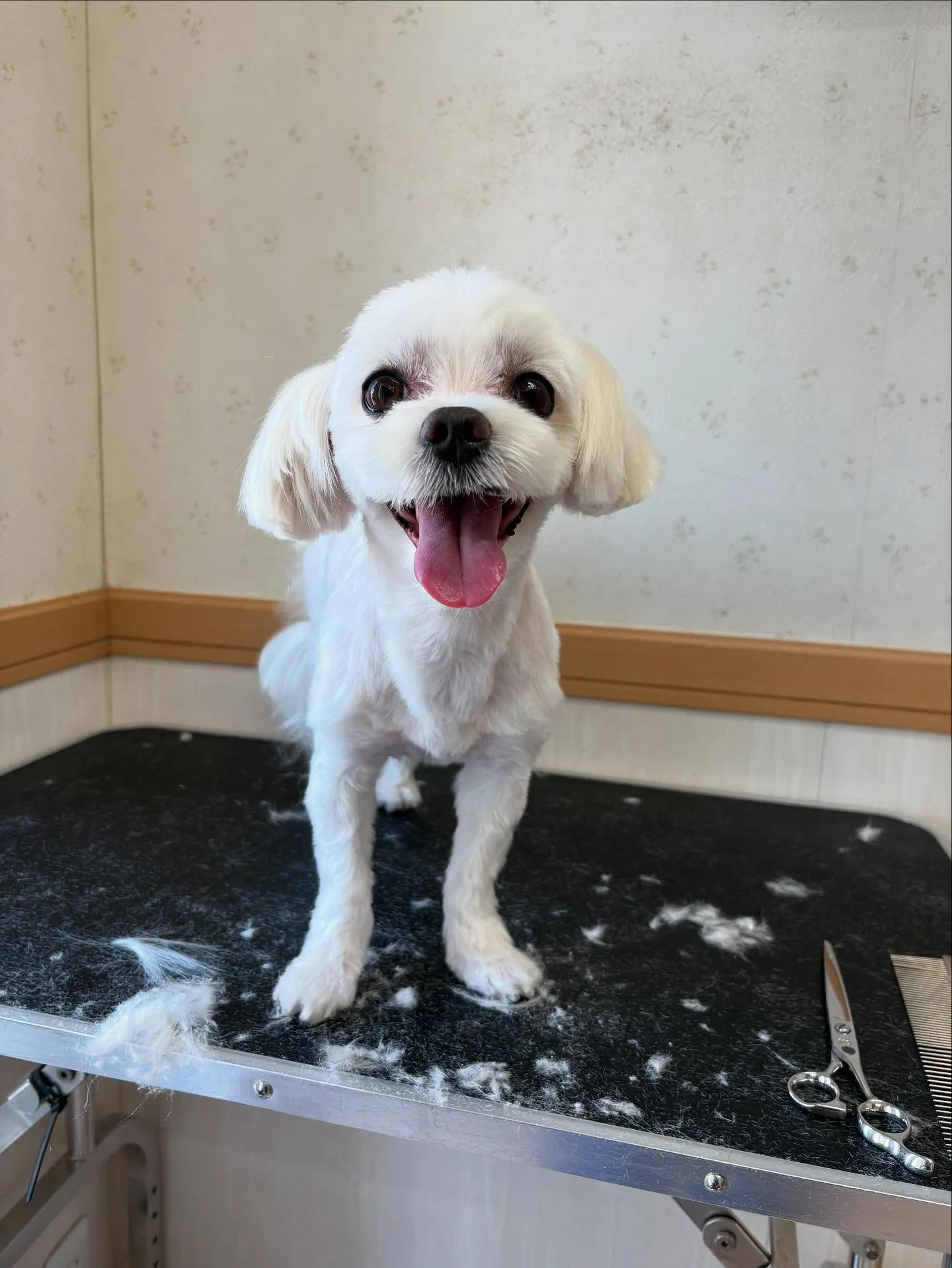 犬のトリミング✂️