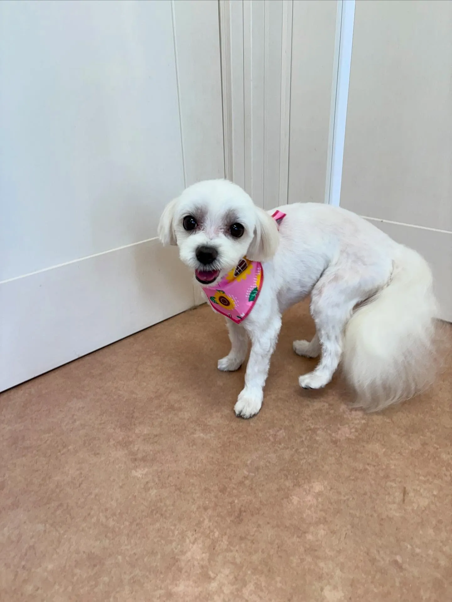 犬のトリミング✂️