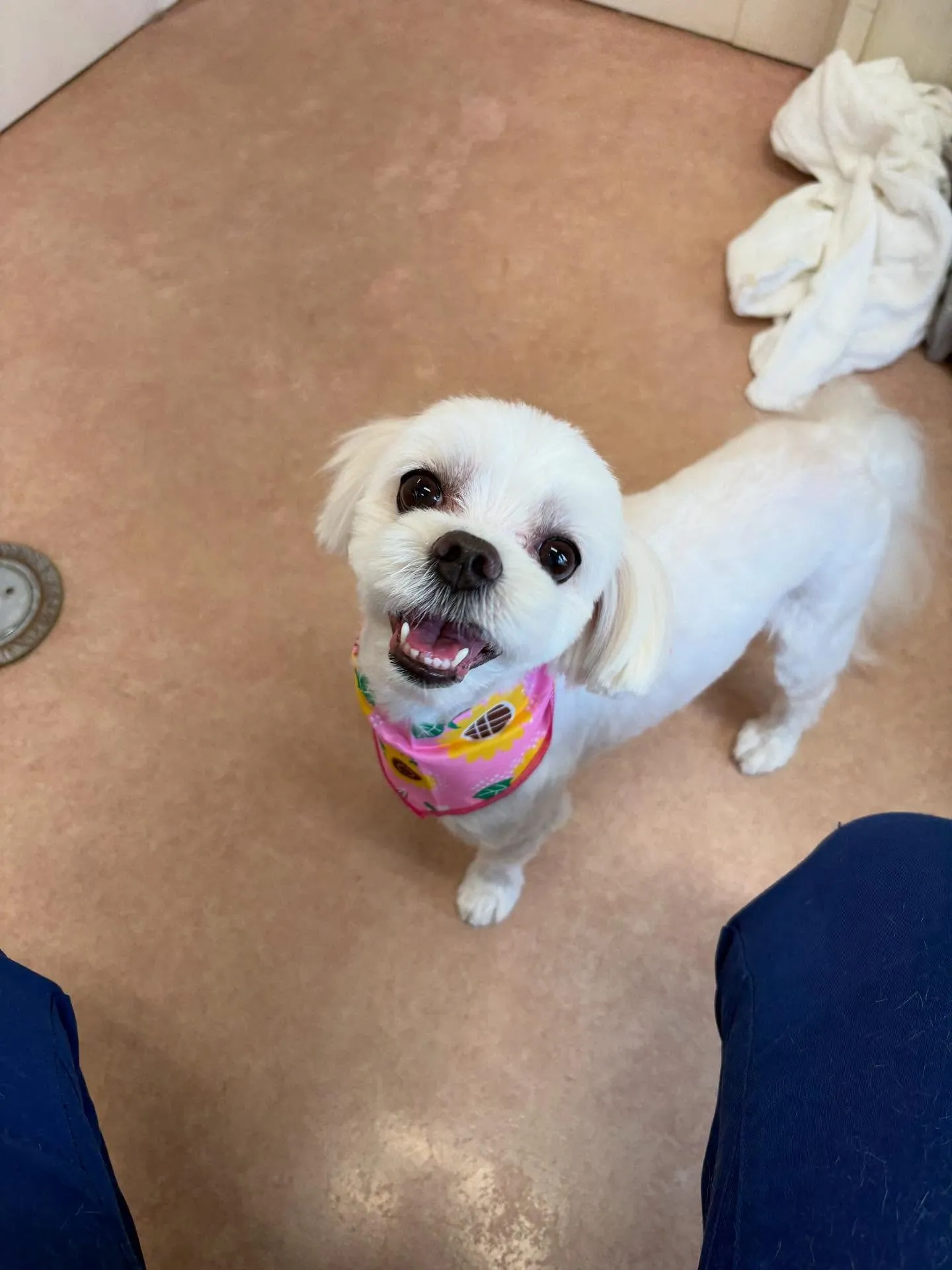 犬のトリミング✂️