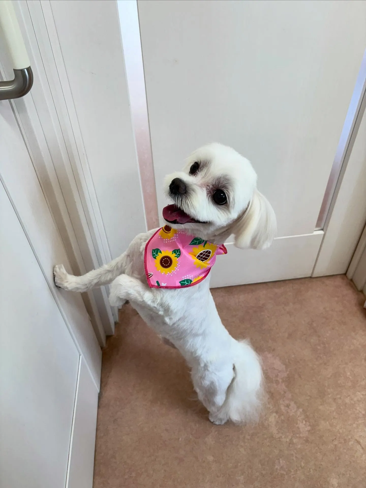 犬のトリミング✂️