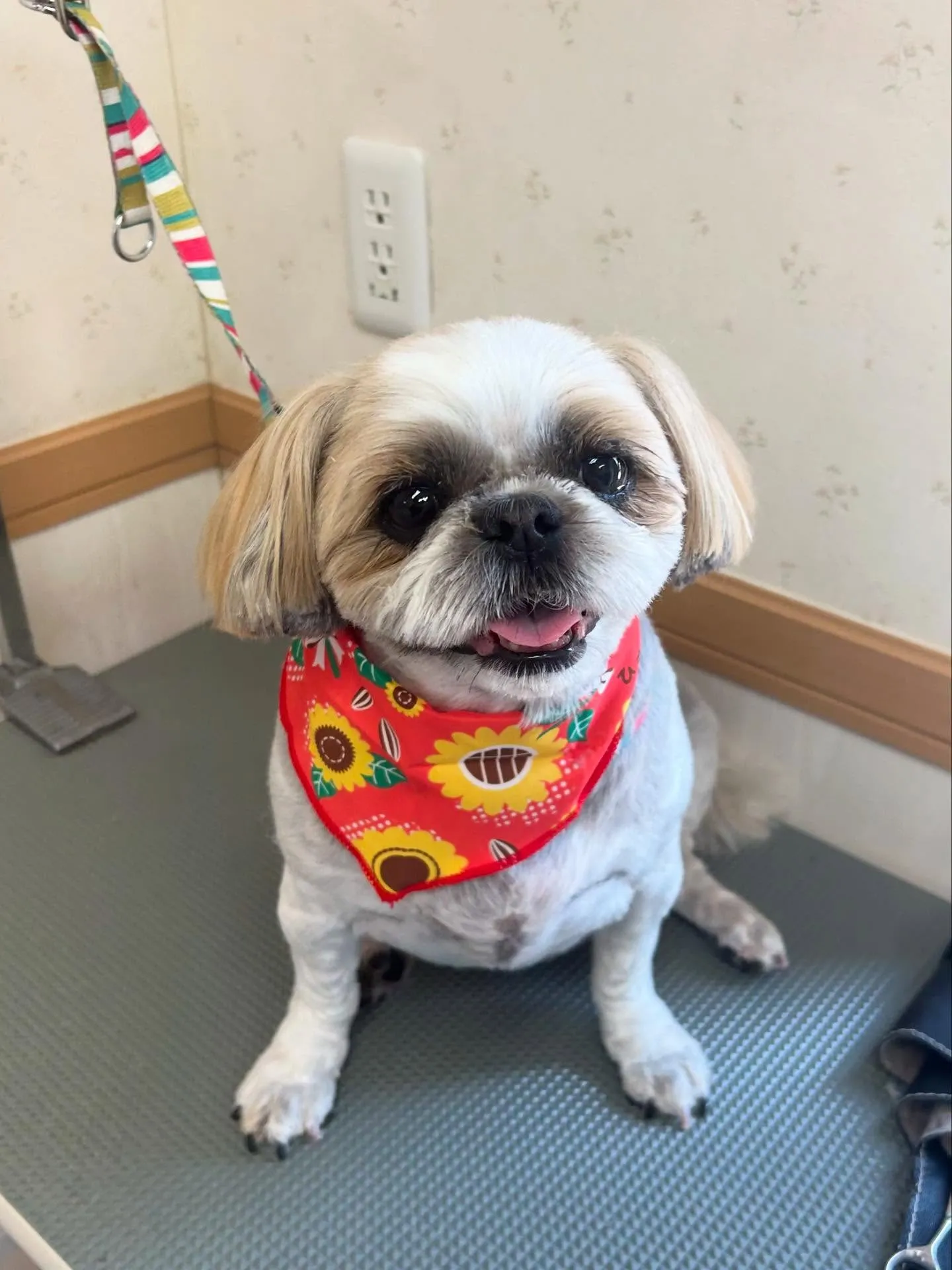 犬のトリミング✂️
