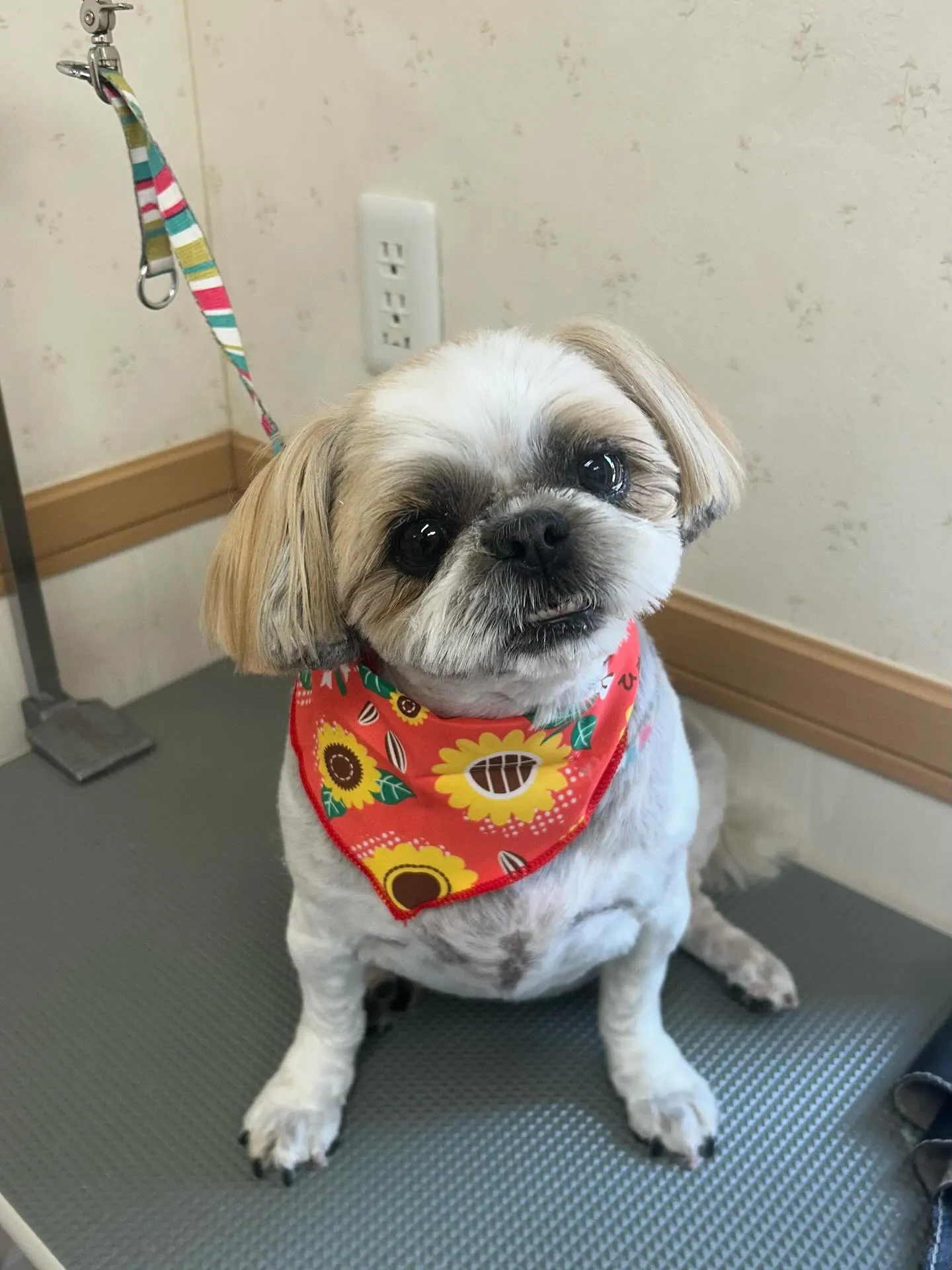 犬のトリミング✂️