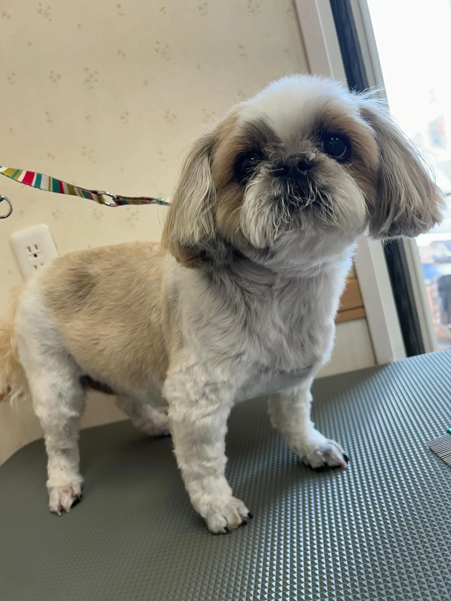 犬のトリミング✂️