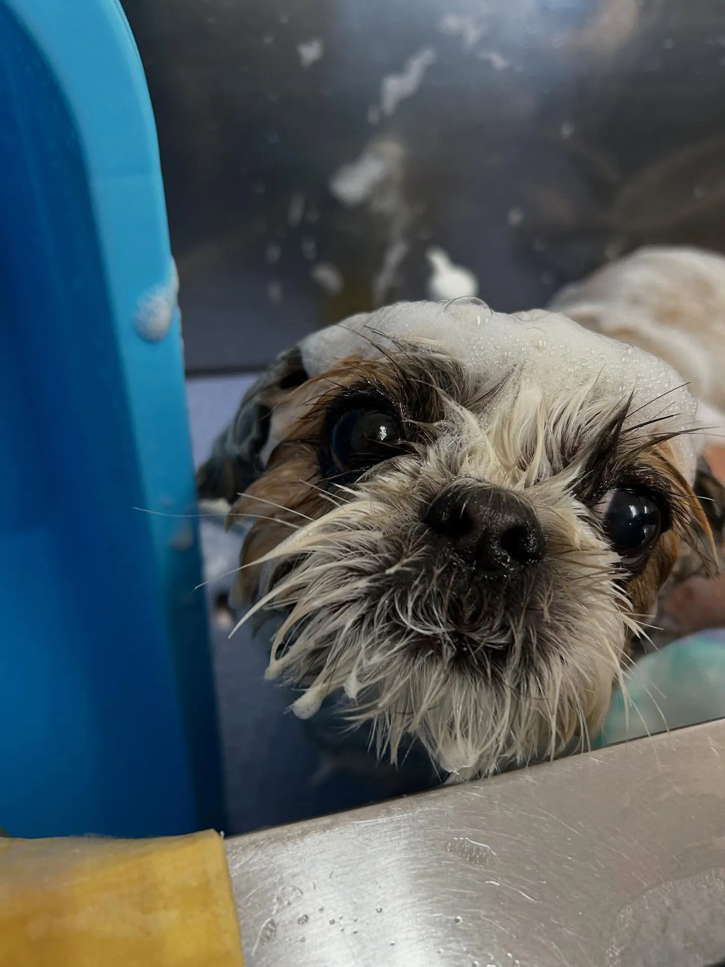 犬のトリミング✂️