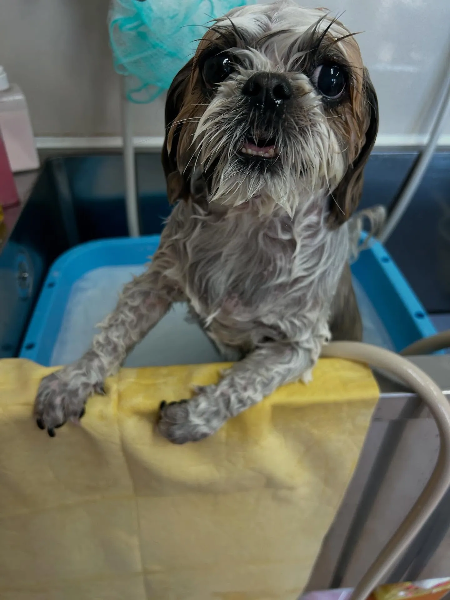 犬のトリミング✂️