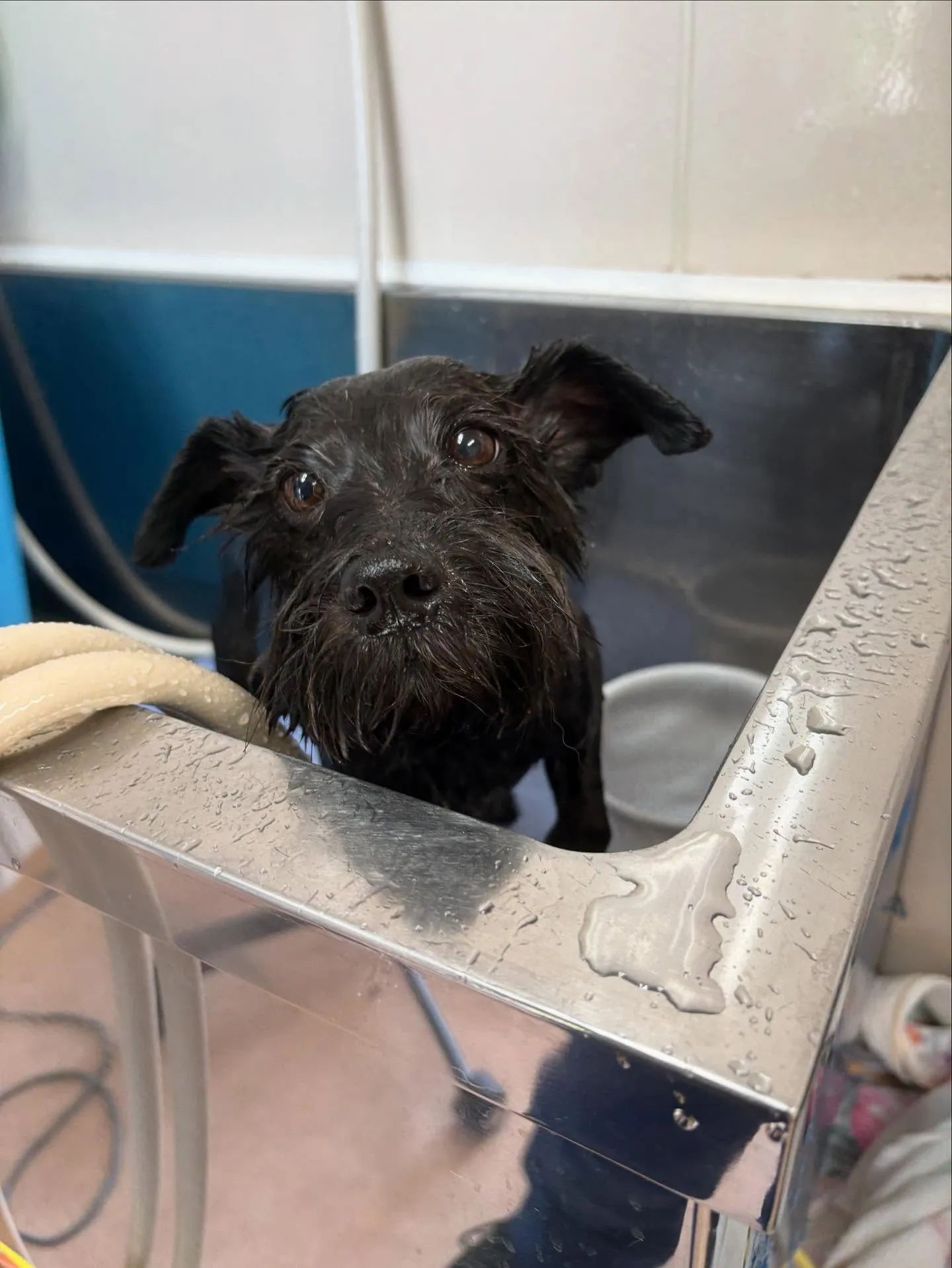 犬のトリミング✂️