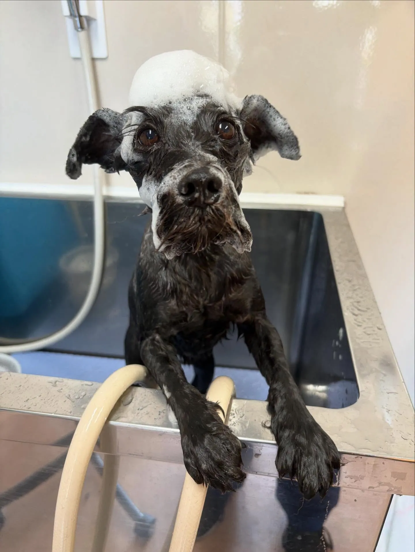 犬のトリミング✂️