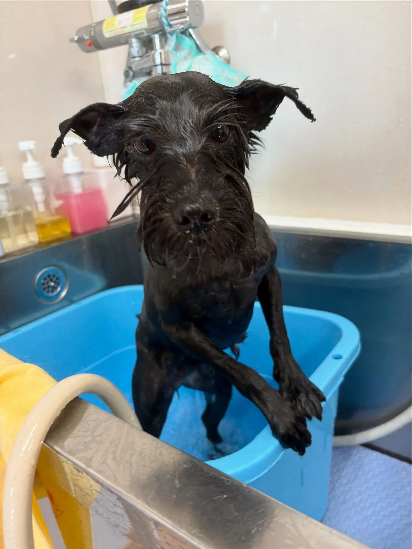 犬のトリミング✂️