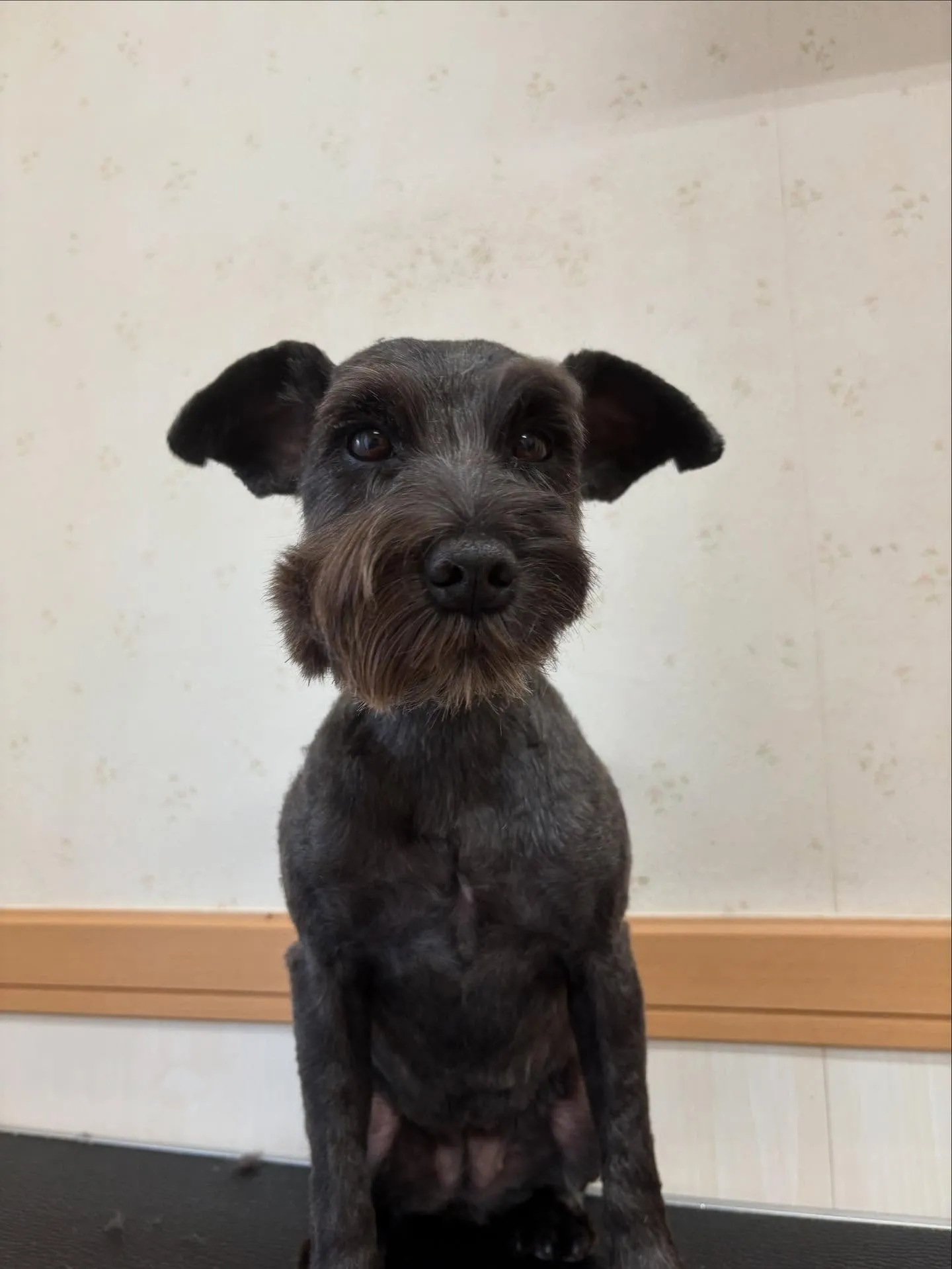 犬のトリミング✂️