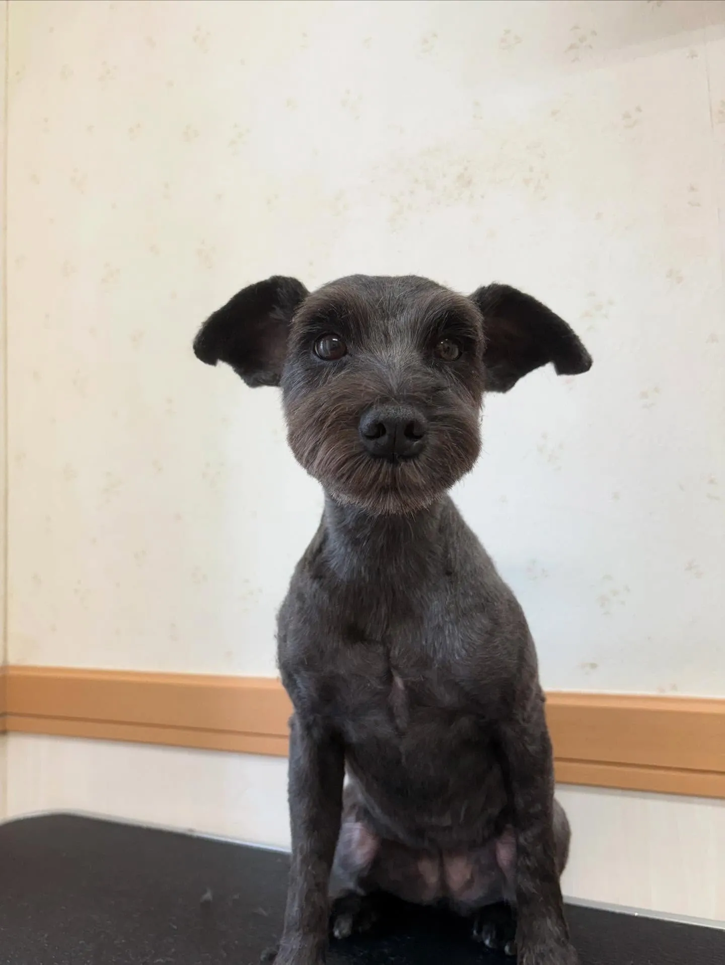 犬のトリミング✂️